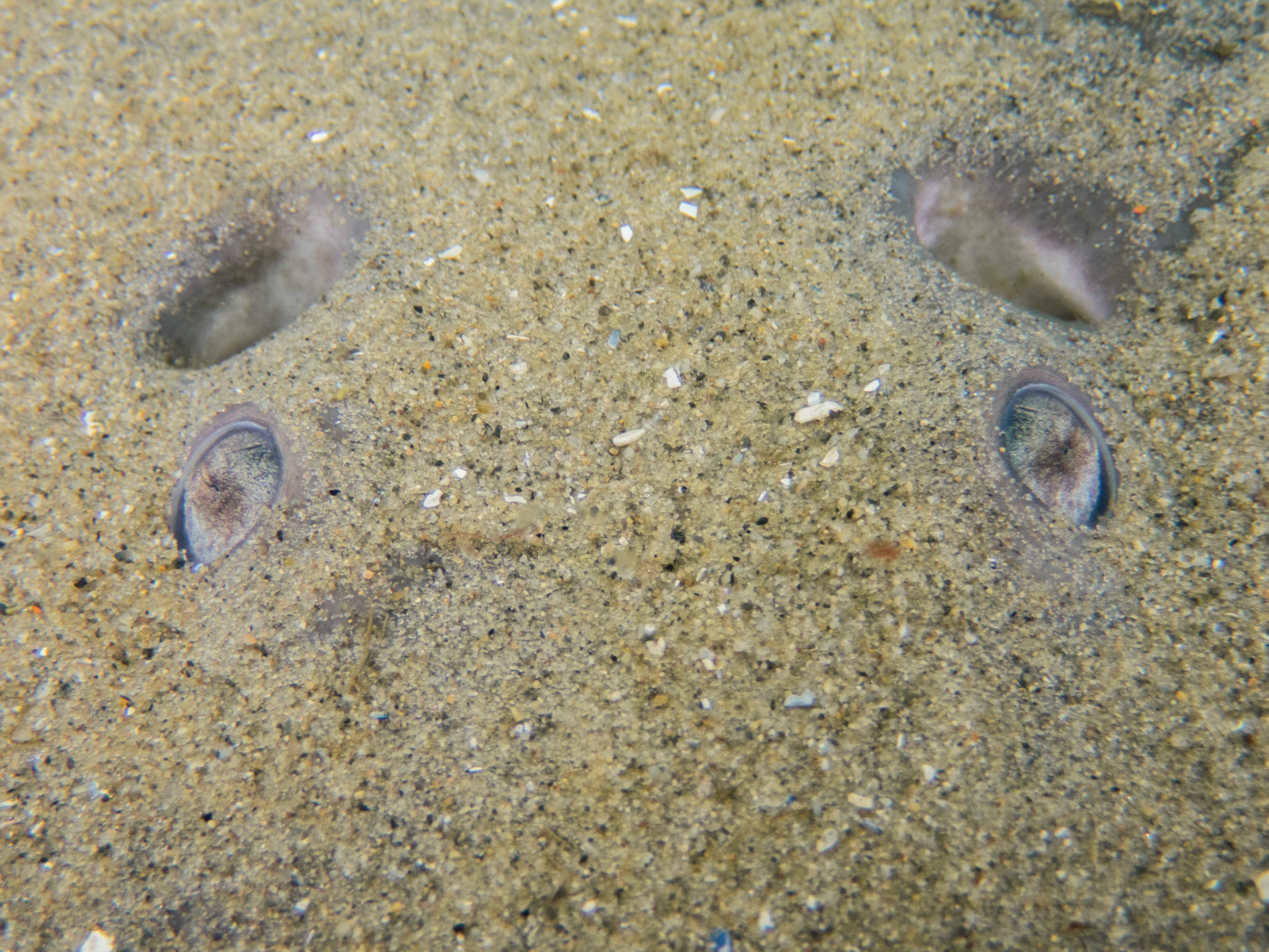 Atlantic Torpedo eyes