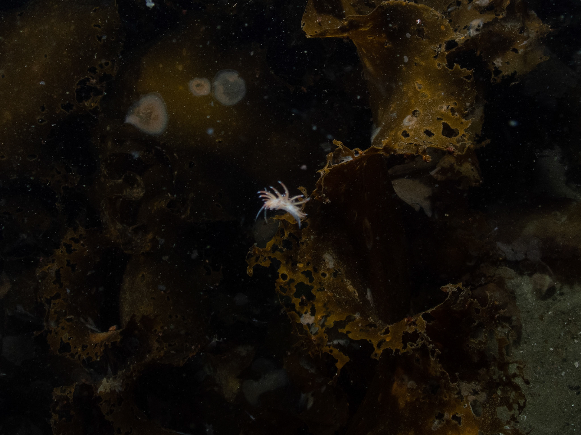 Did not expect to see a nudi on a late summer night dive