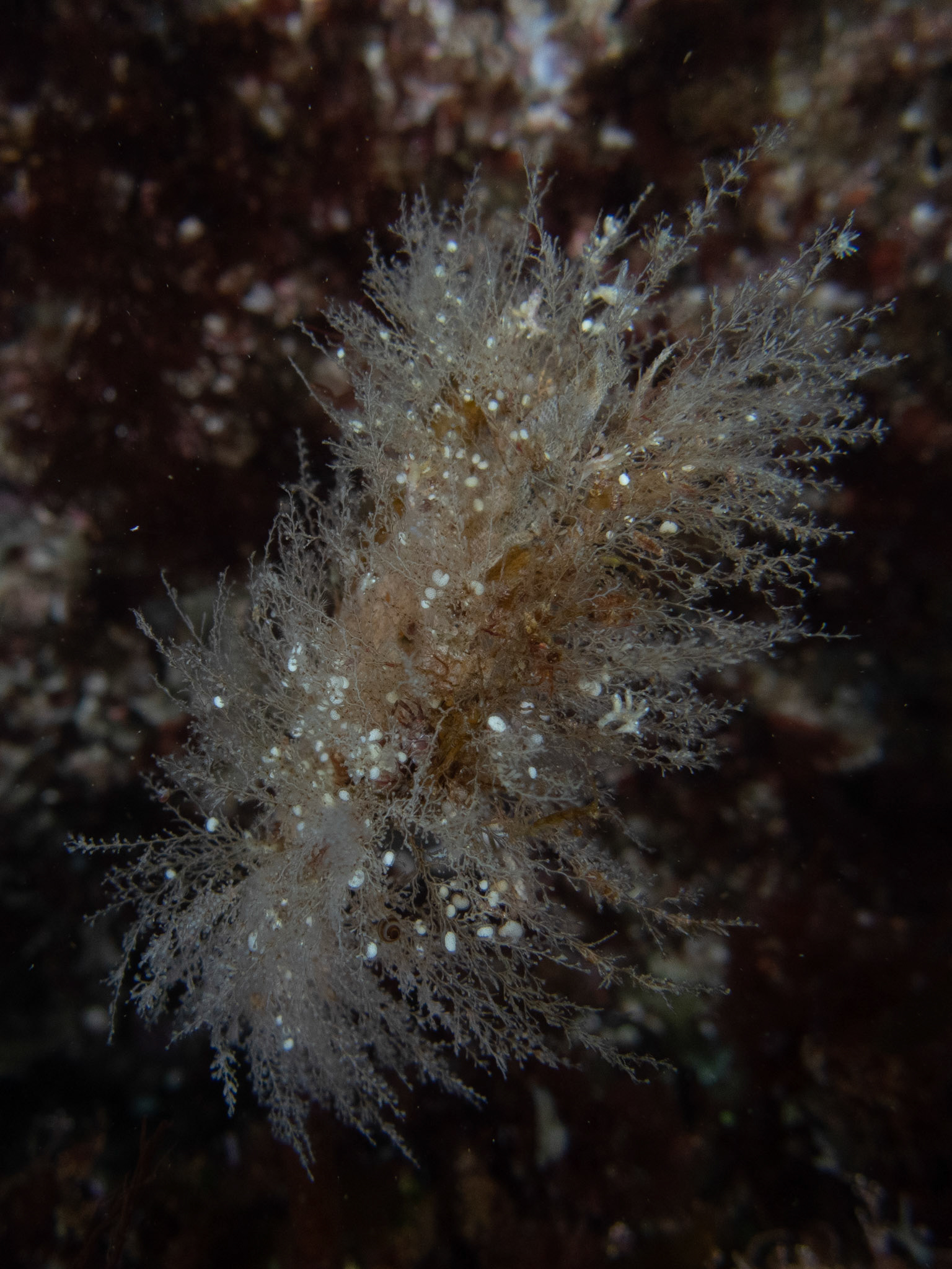 Check out the tiny nudis and eggs in there! I think they're Eubrnachus olivaceus