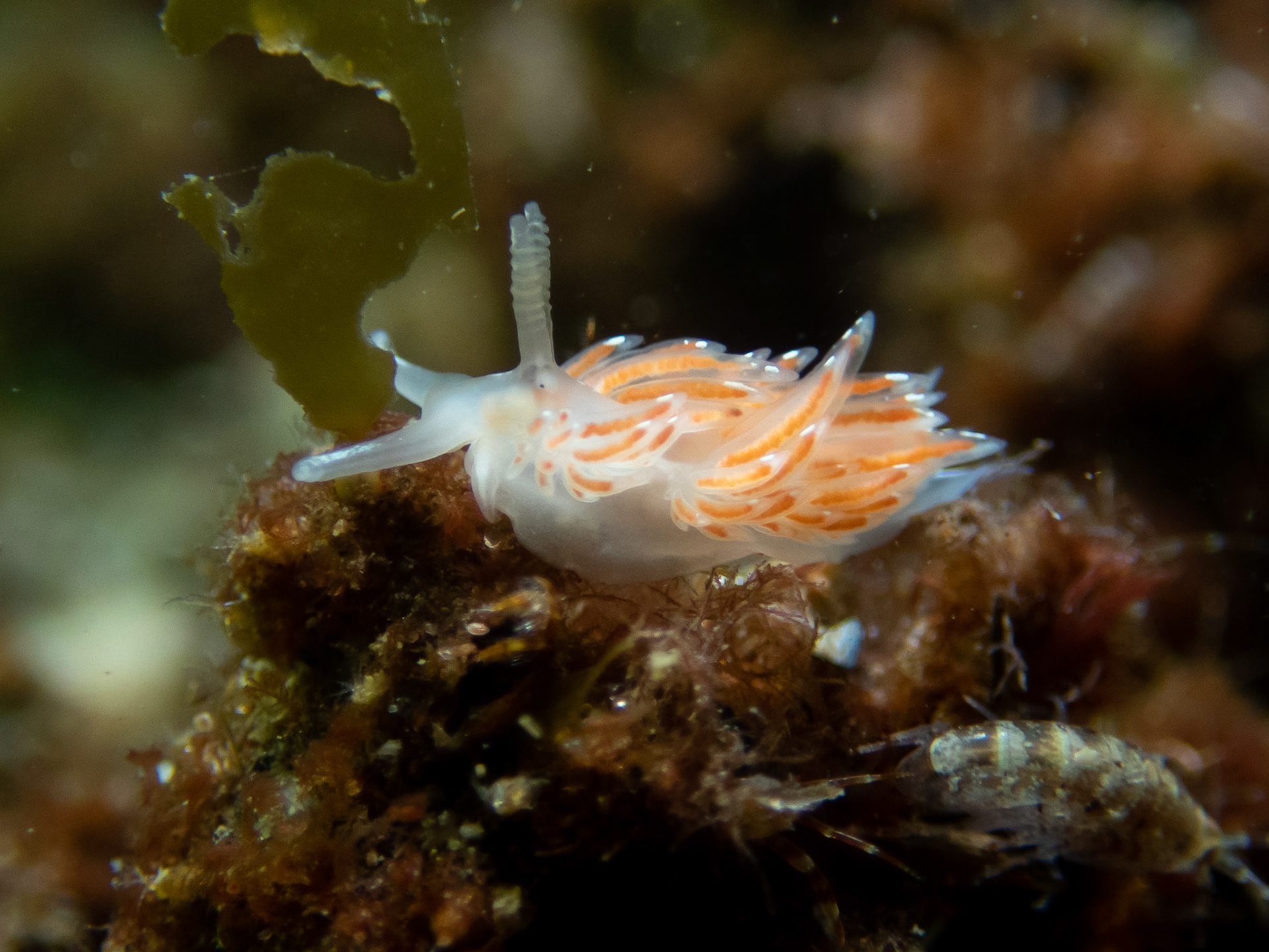 Facelina bostoniensis