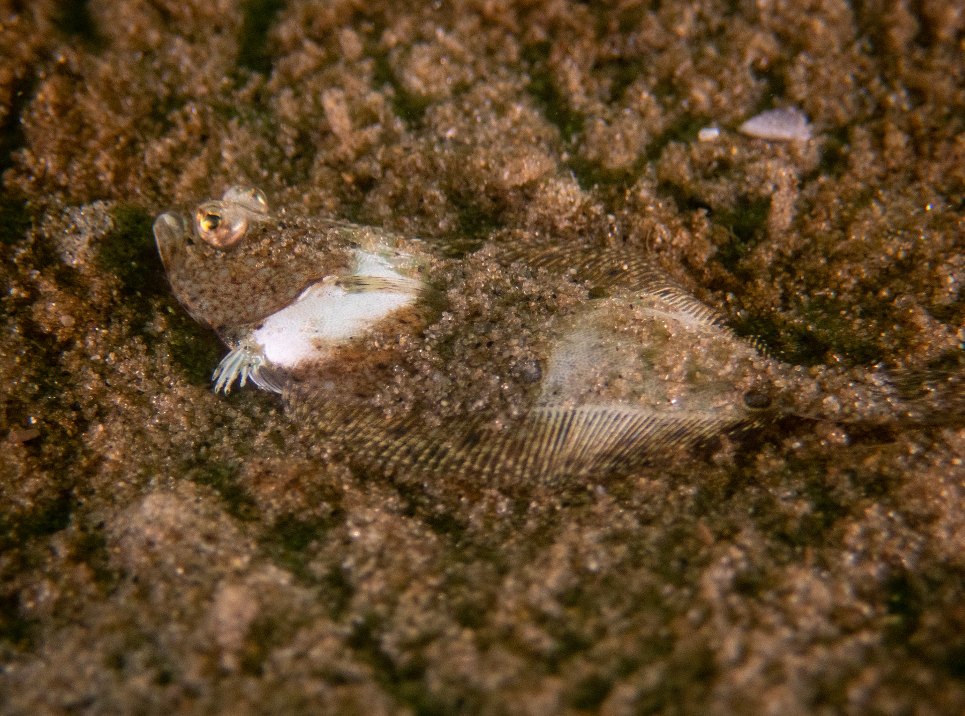 Interesting flounder pattern