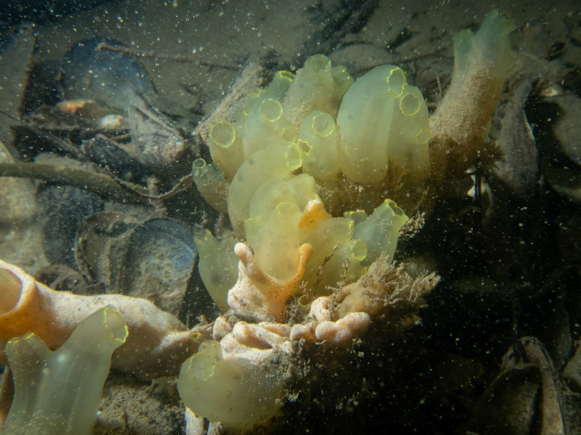 Tightly packed group of sea vases