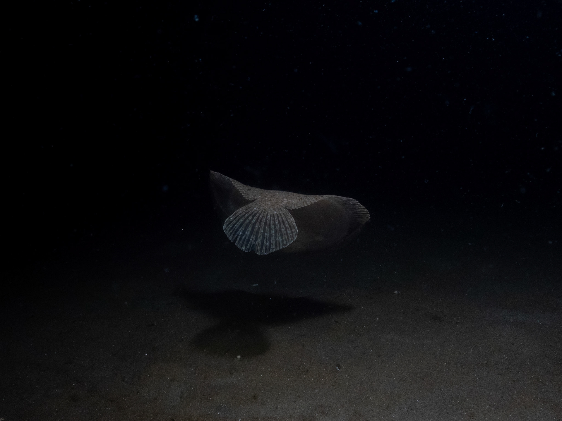 Windowpane flounder snagging a snack from the water column