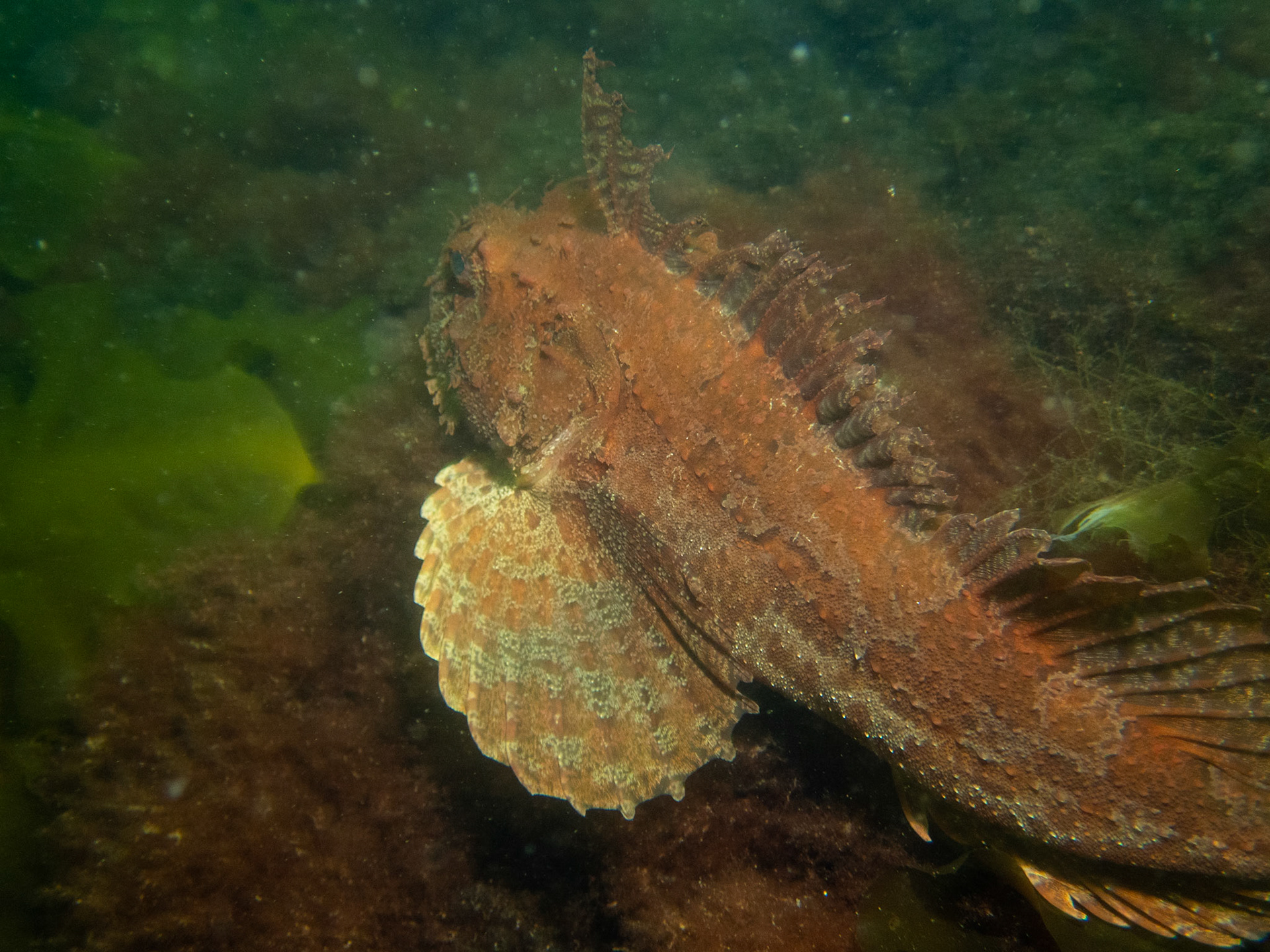 Not the best picture, but my first sea raven of the year