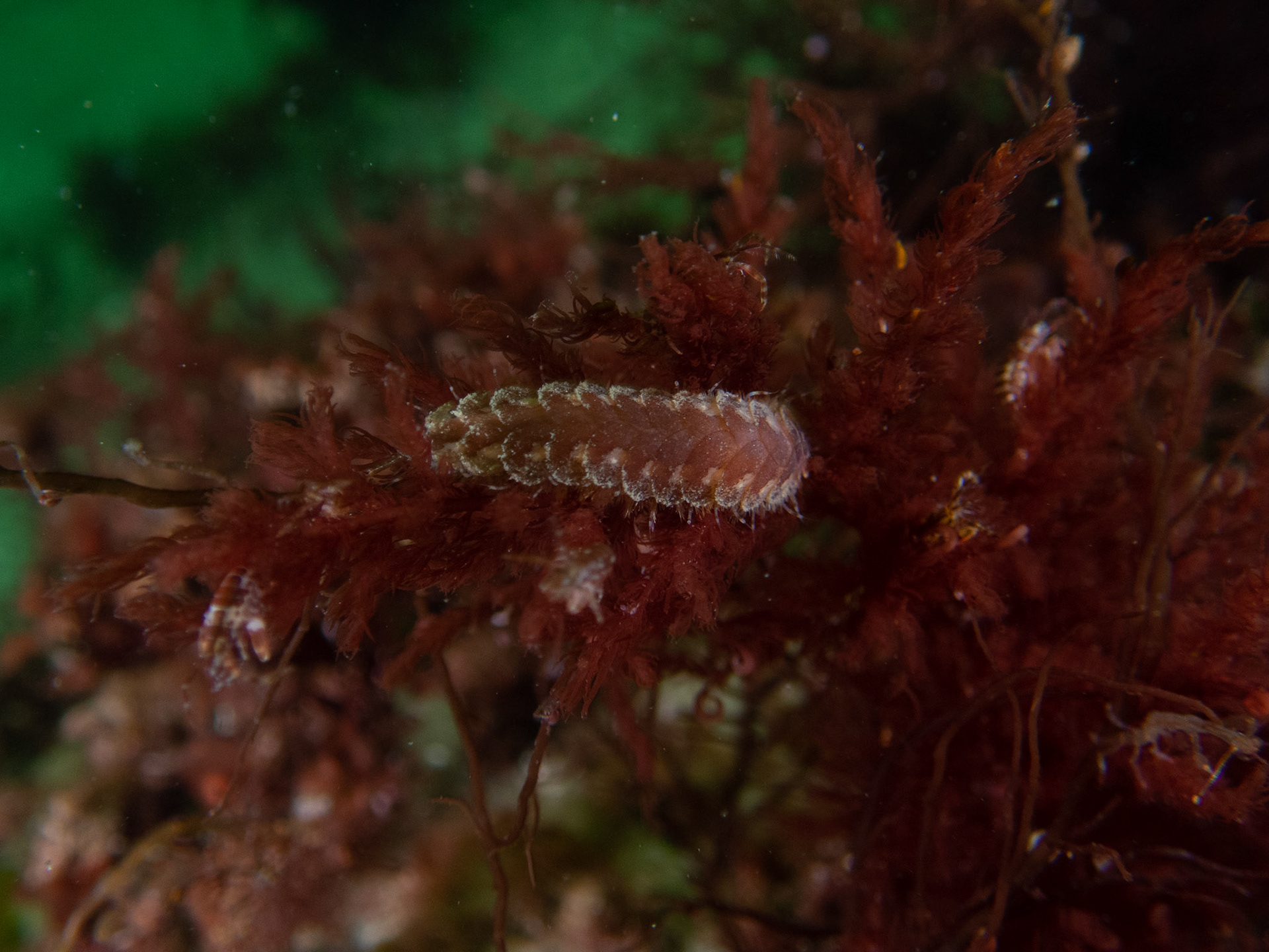 Twelve-scaled worm