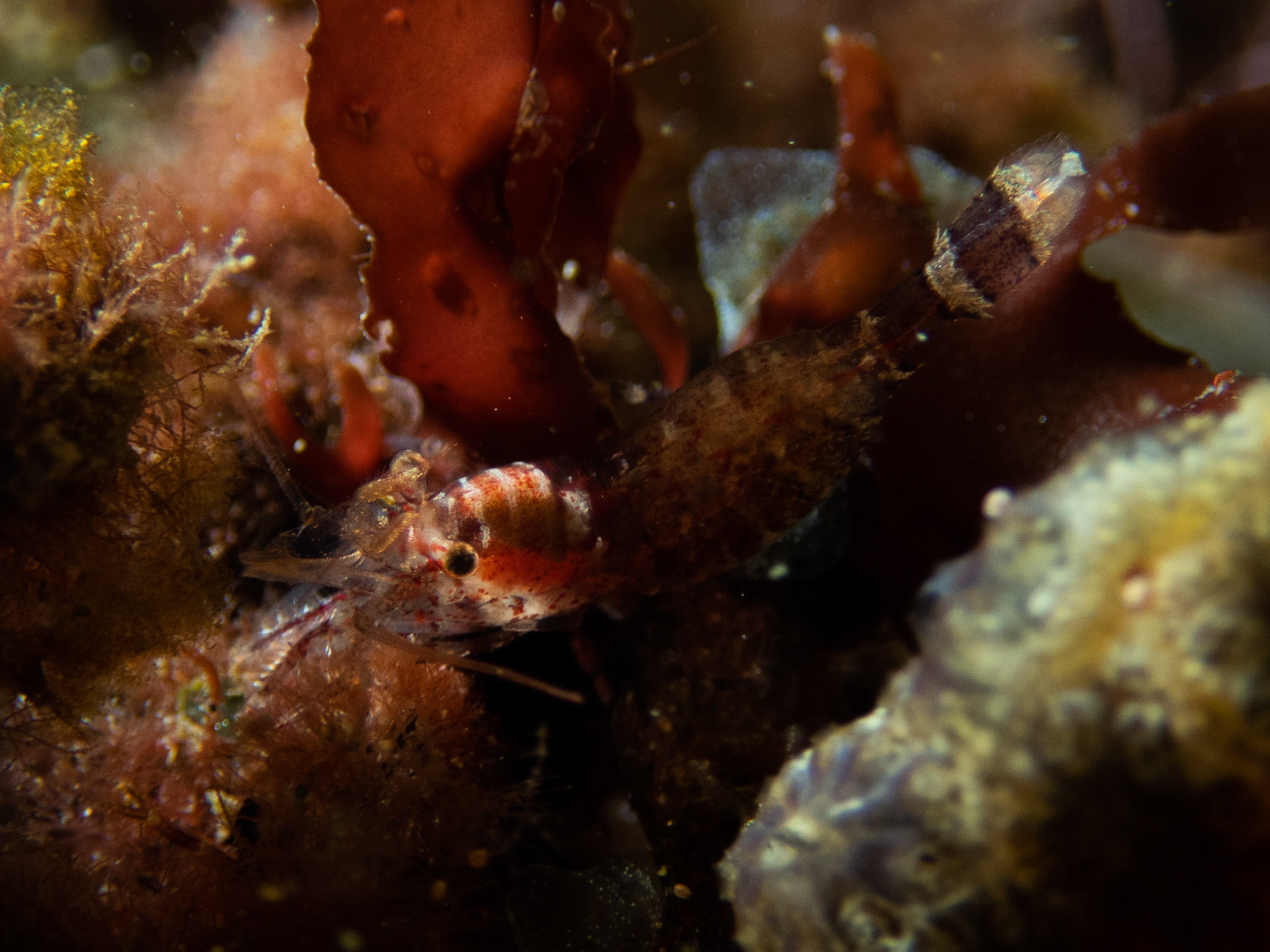 Zebra lebbeid shrimp