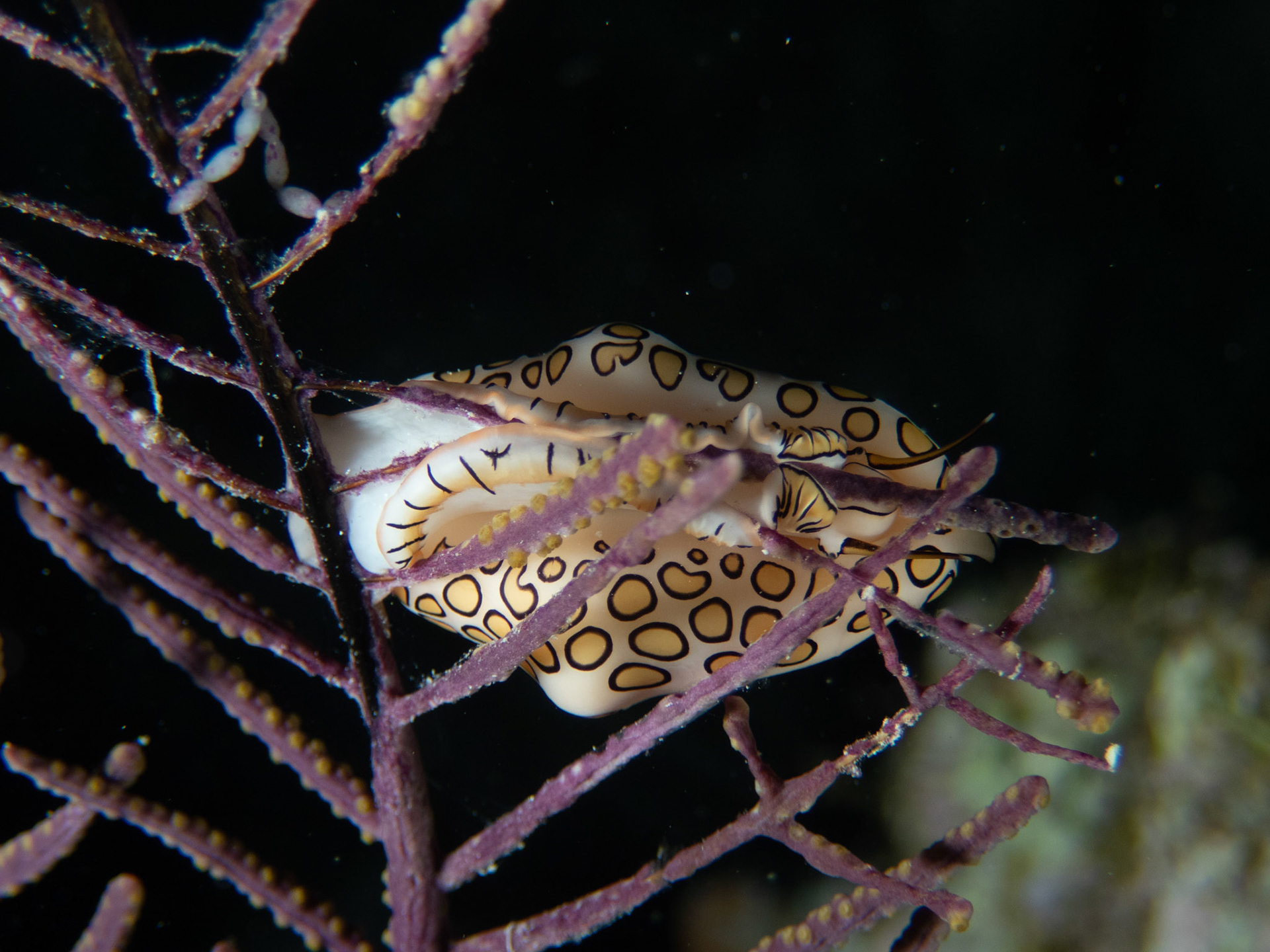 Flamingo Tongue