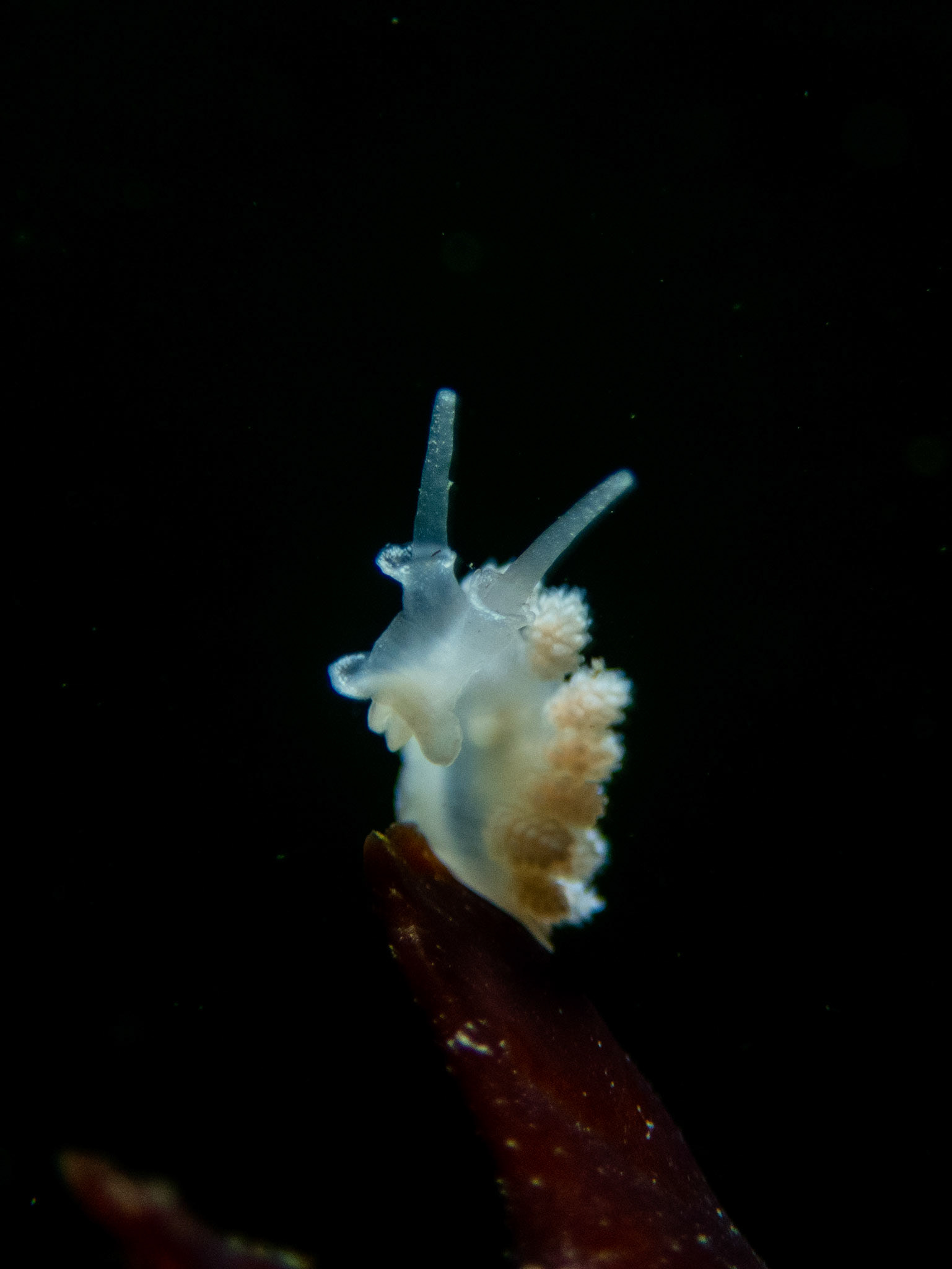Doto formosa