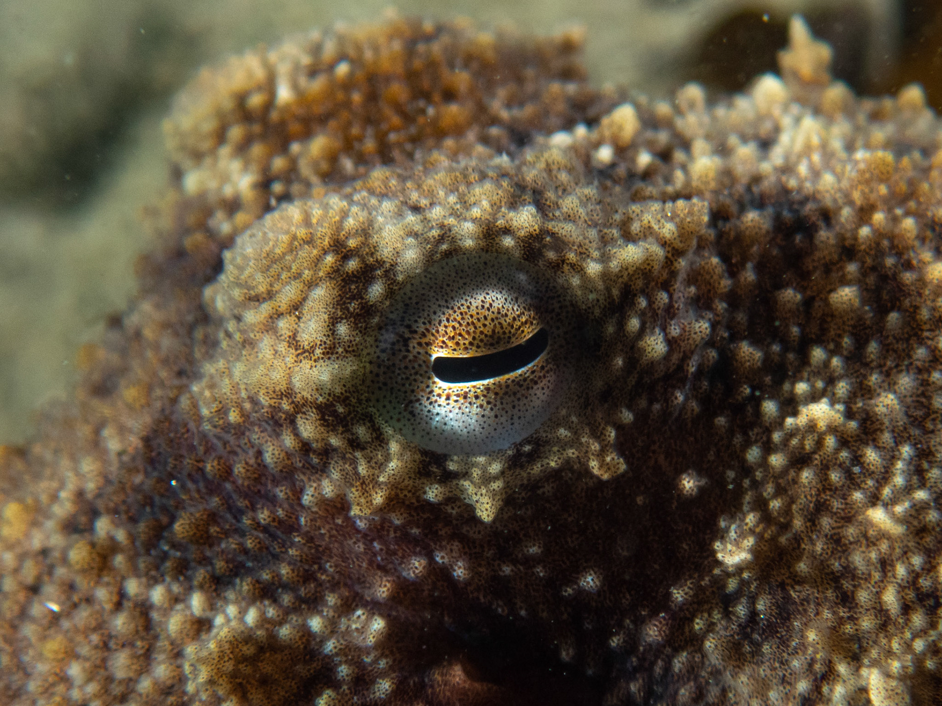 Such pretty eyes