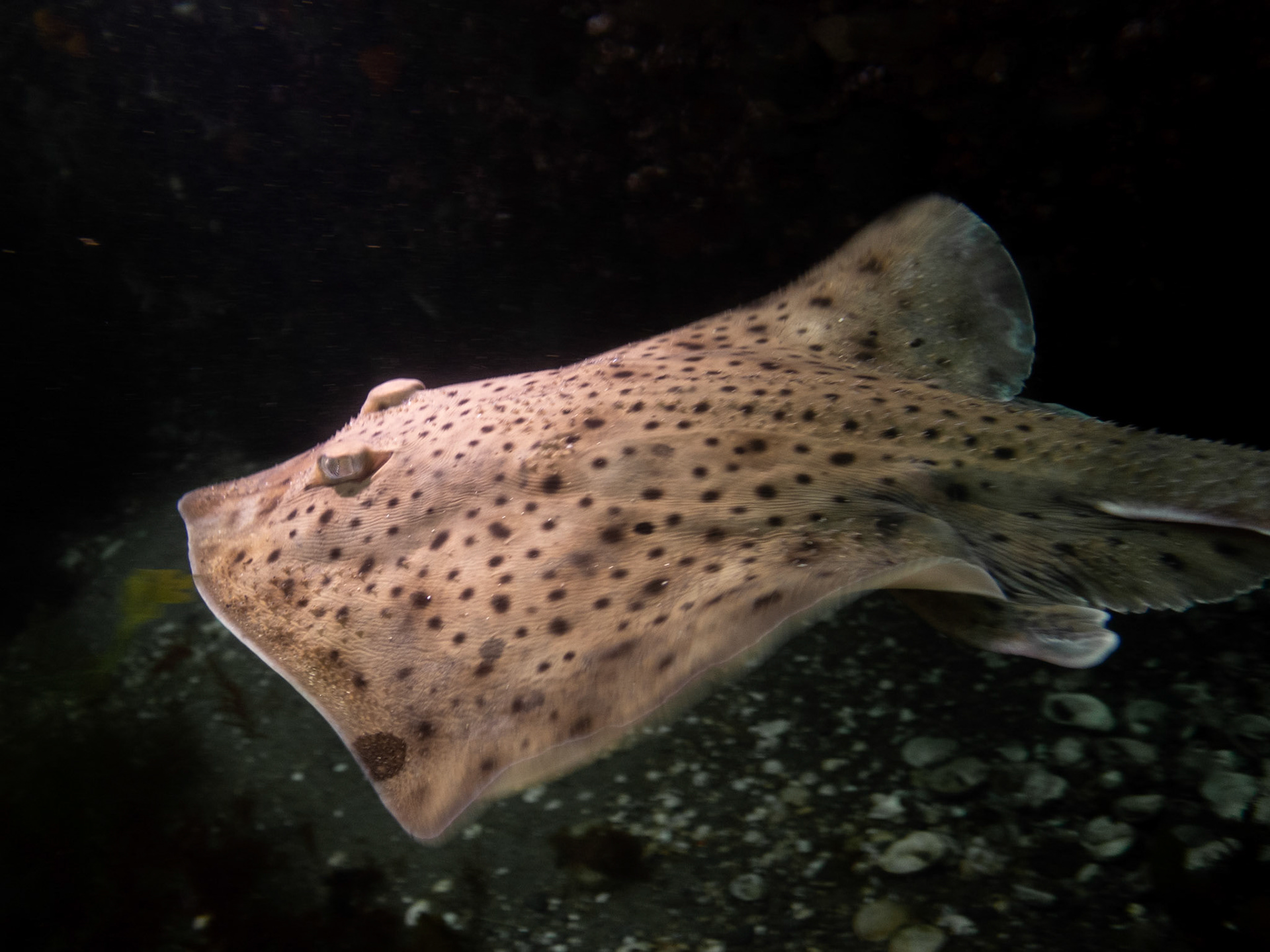 Little skate on the move!