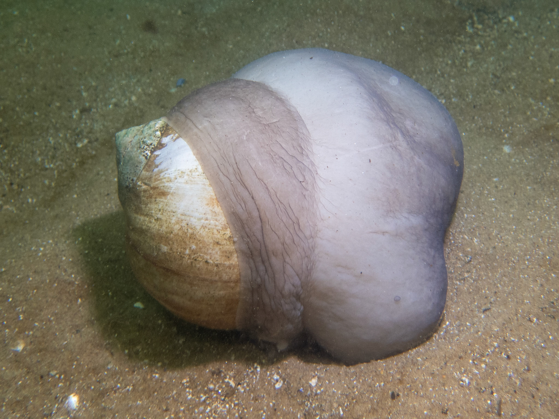 Moon Snail engulfing its snack