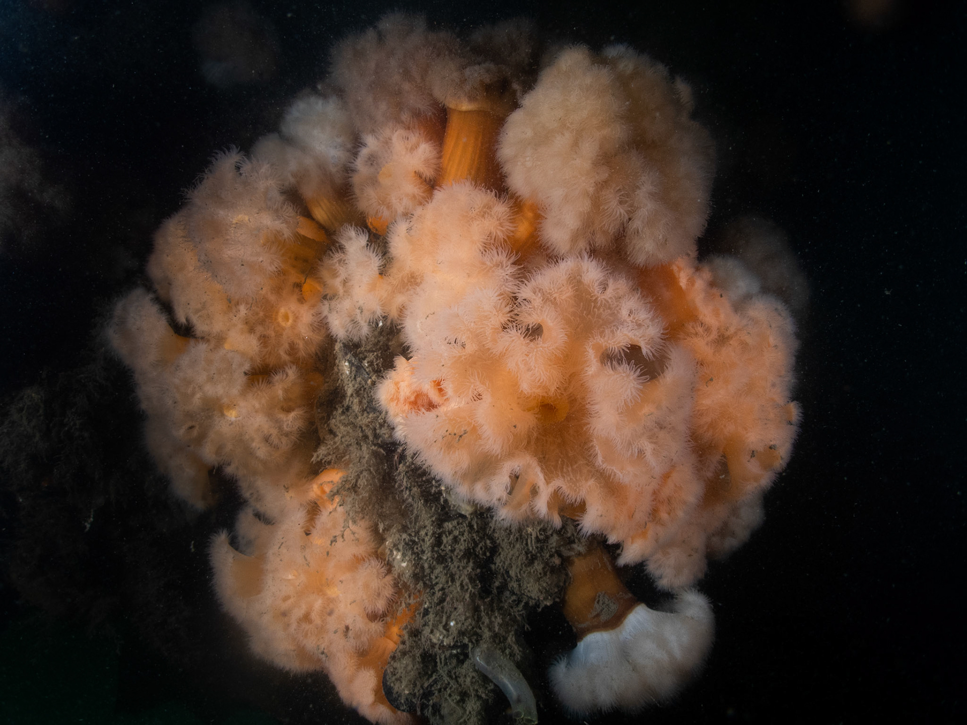 Frilled anemones