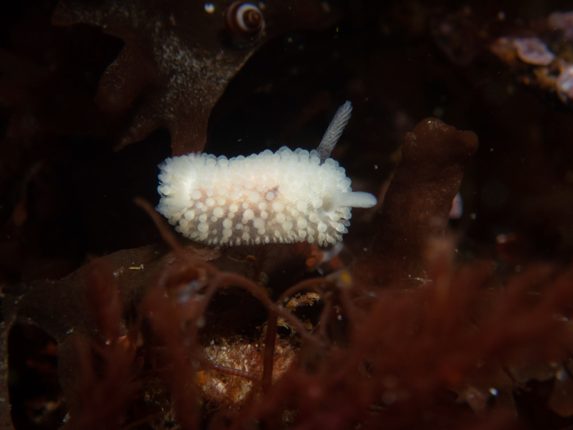 Onchidoris muricata