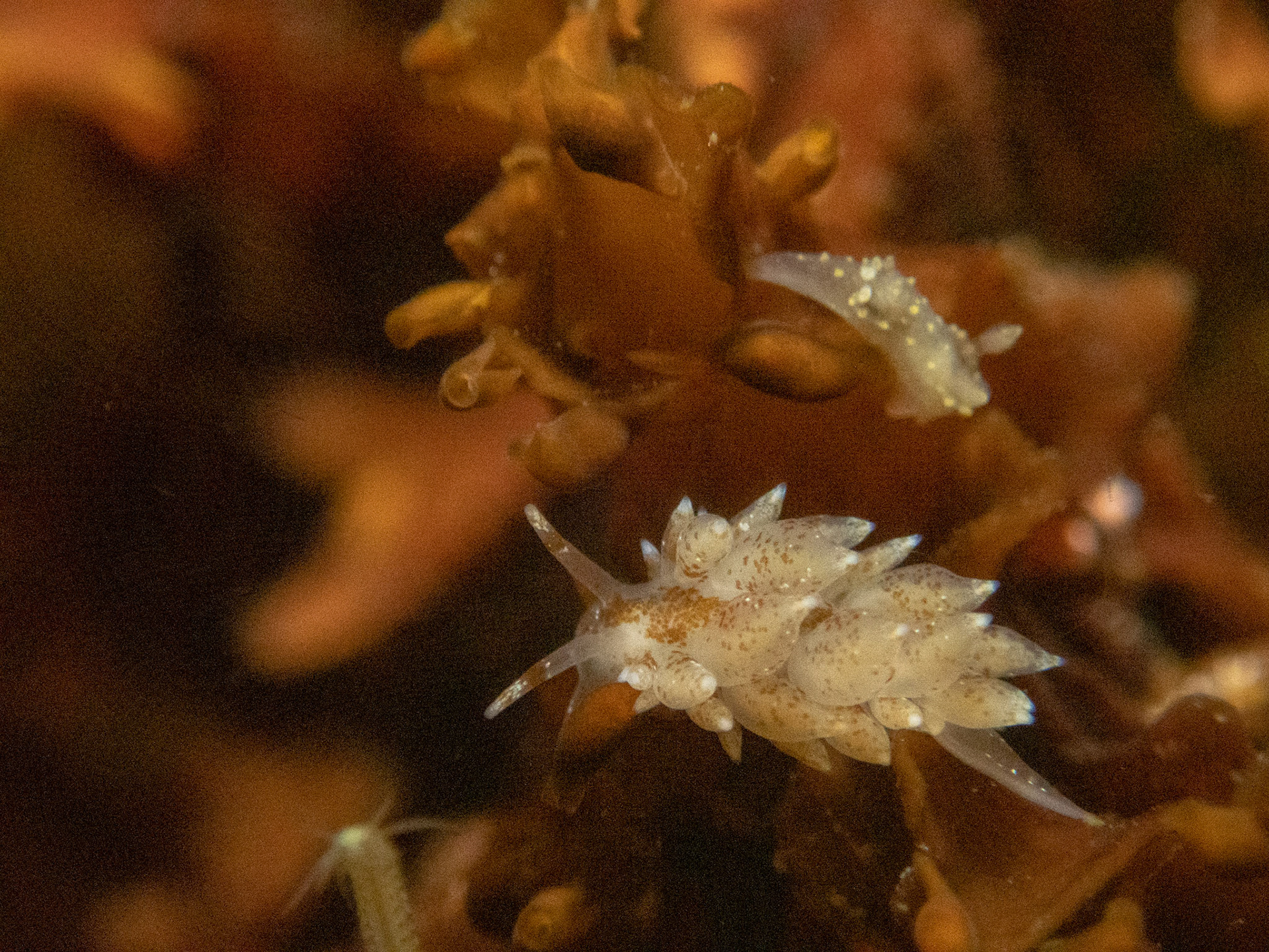 Eubranchus exiguus