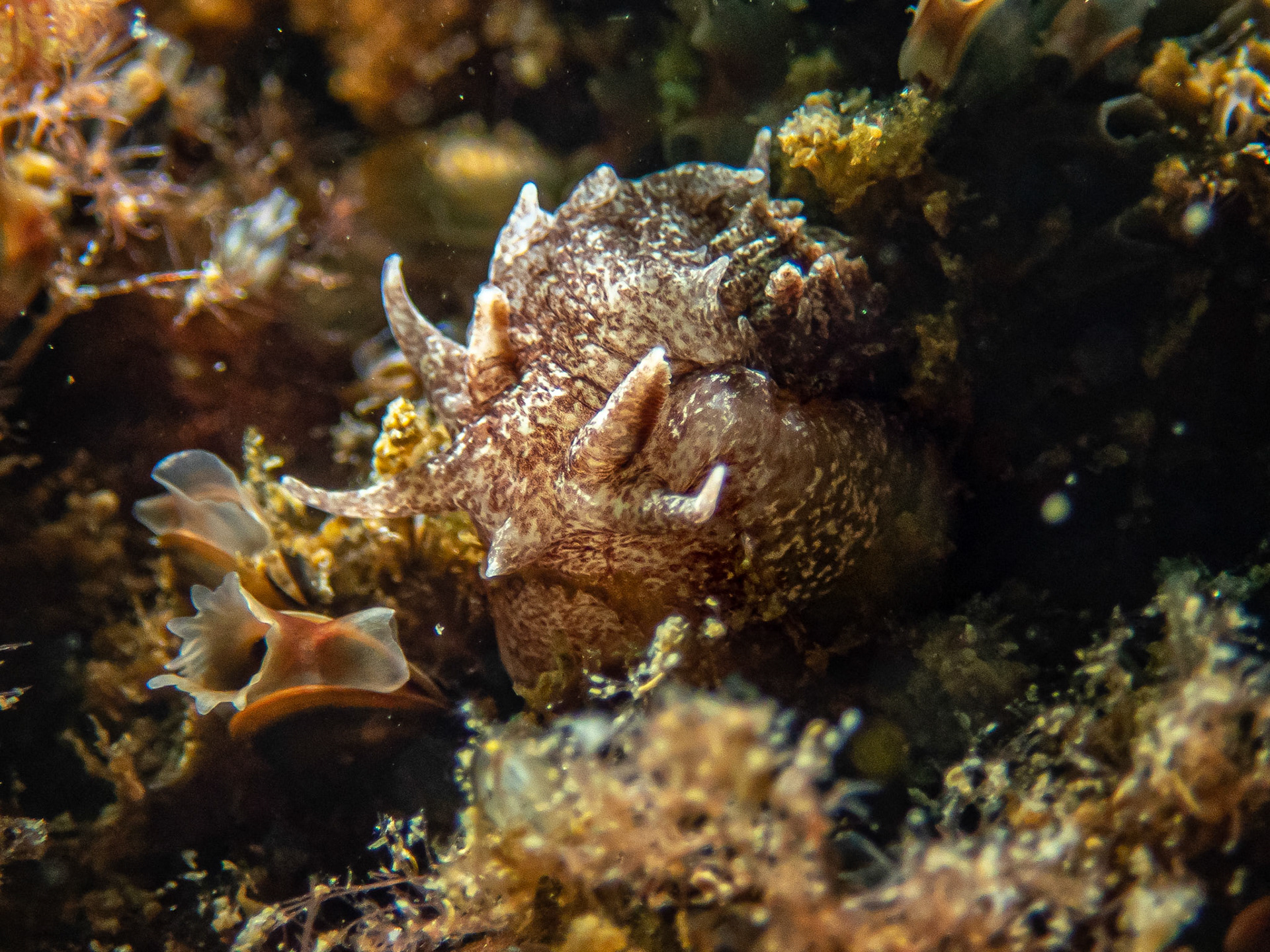 Okenia ascidicola