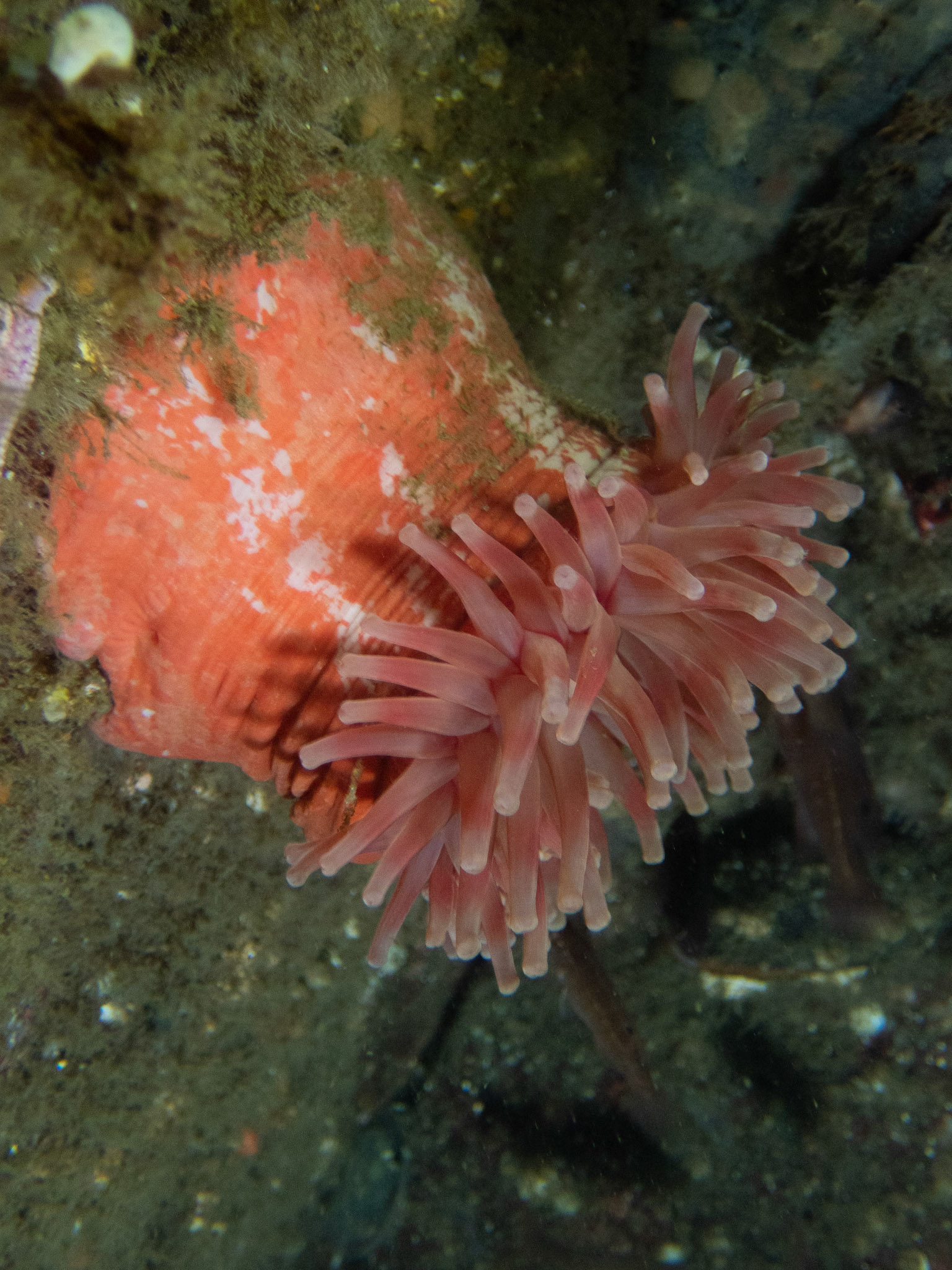 Same Northern Red Anemone opened up on the way back