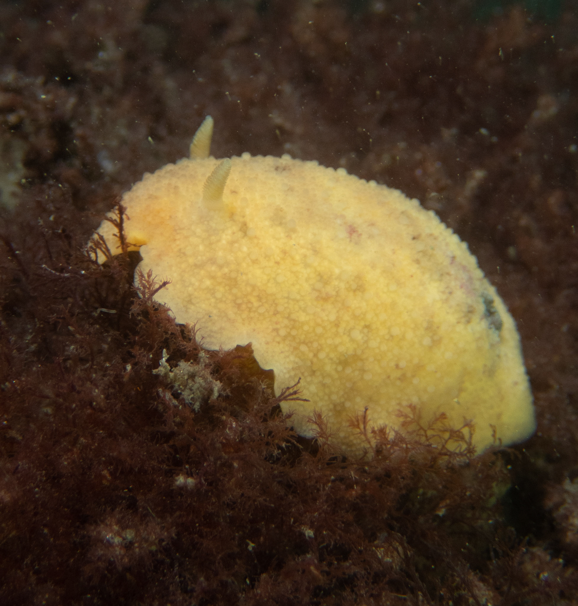 Sea lemon