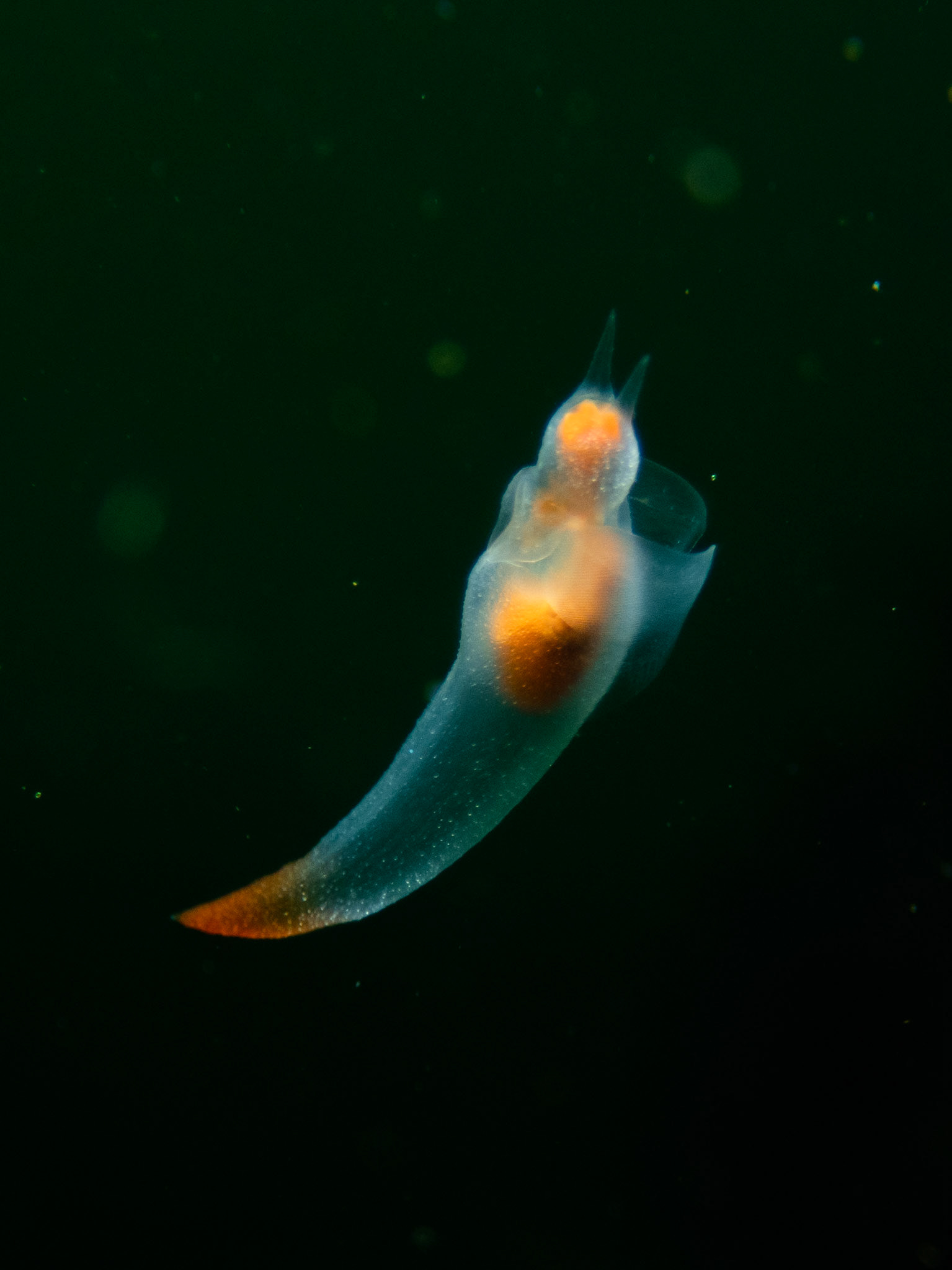 Naked Sea Butterfly
