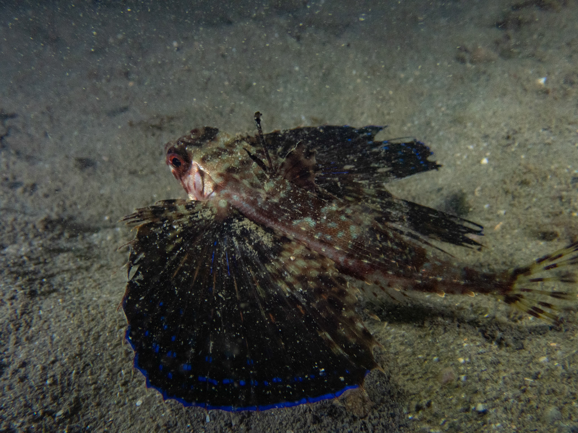 Flying gurnard! First time I've ever seen one
