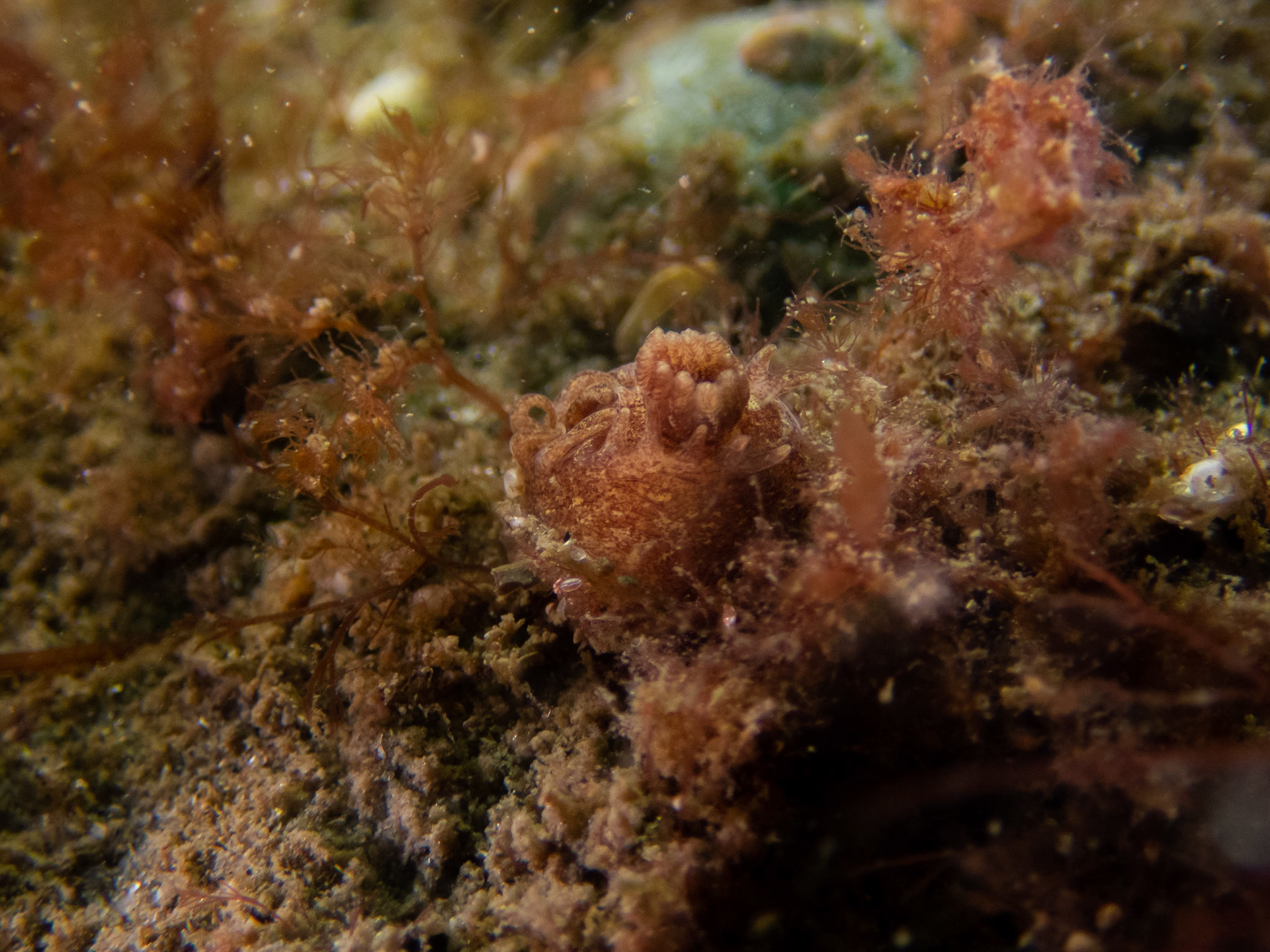 Okenia ascidicola
