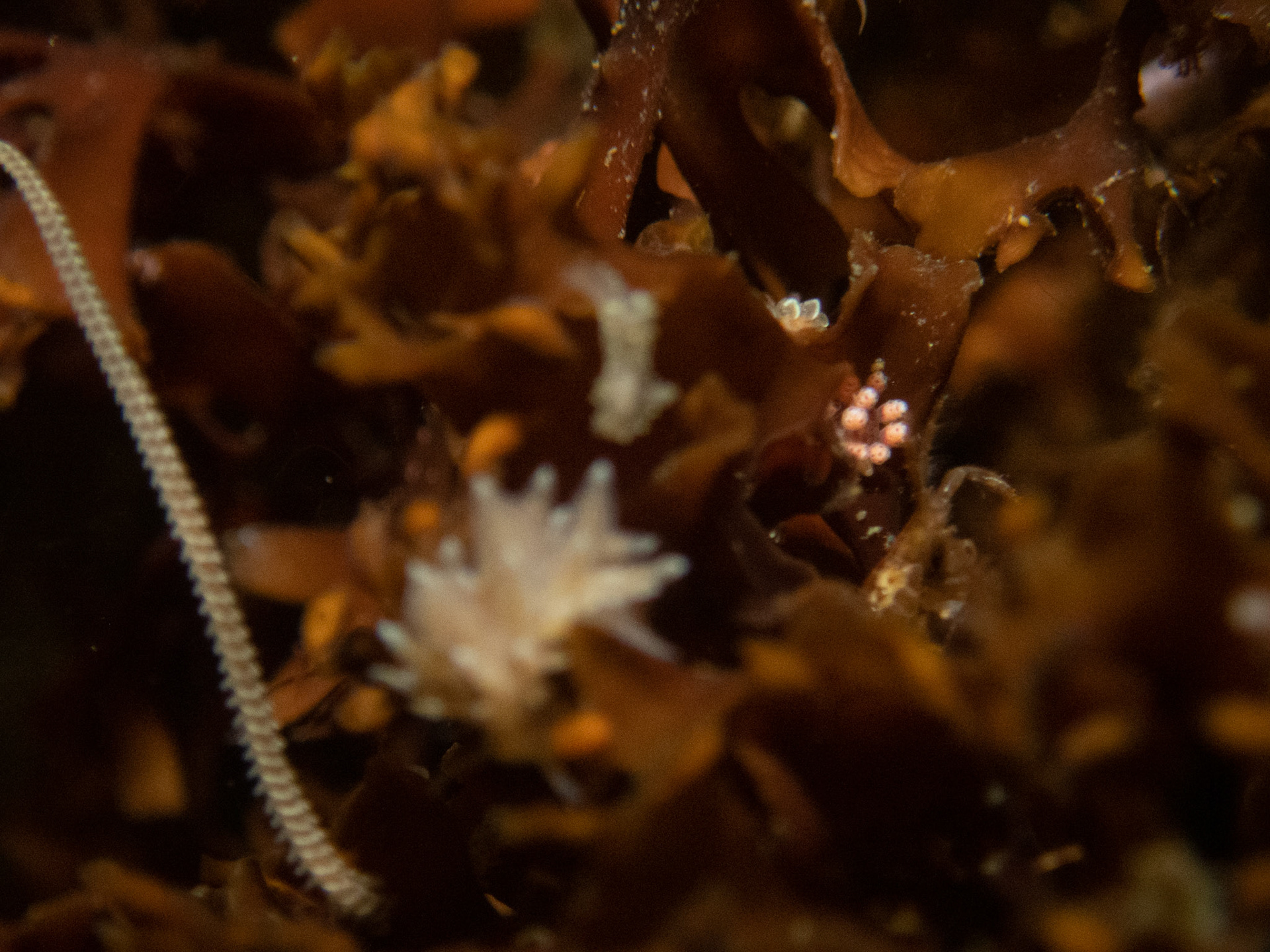 Out of focus, but I'm counting 3 or 4 different nudi species in this one shot!