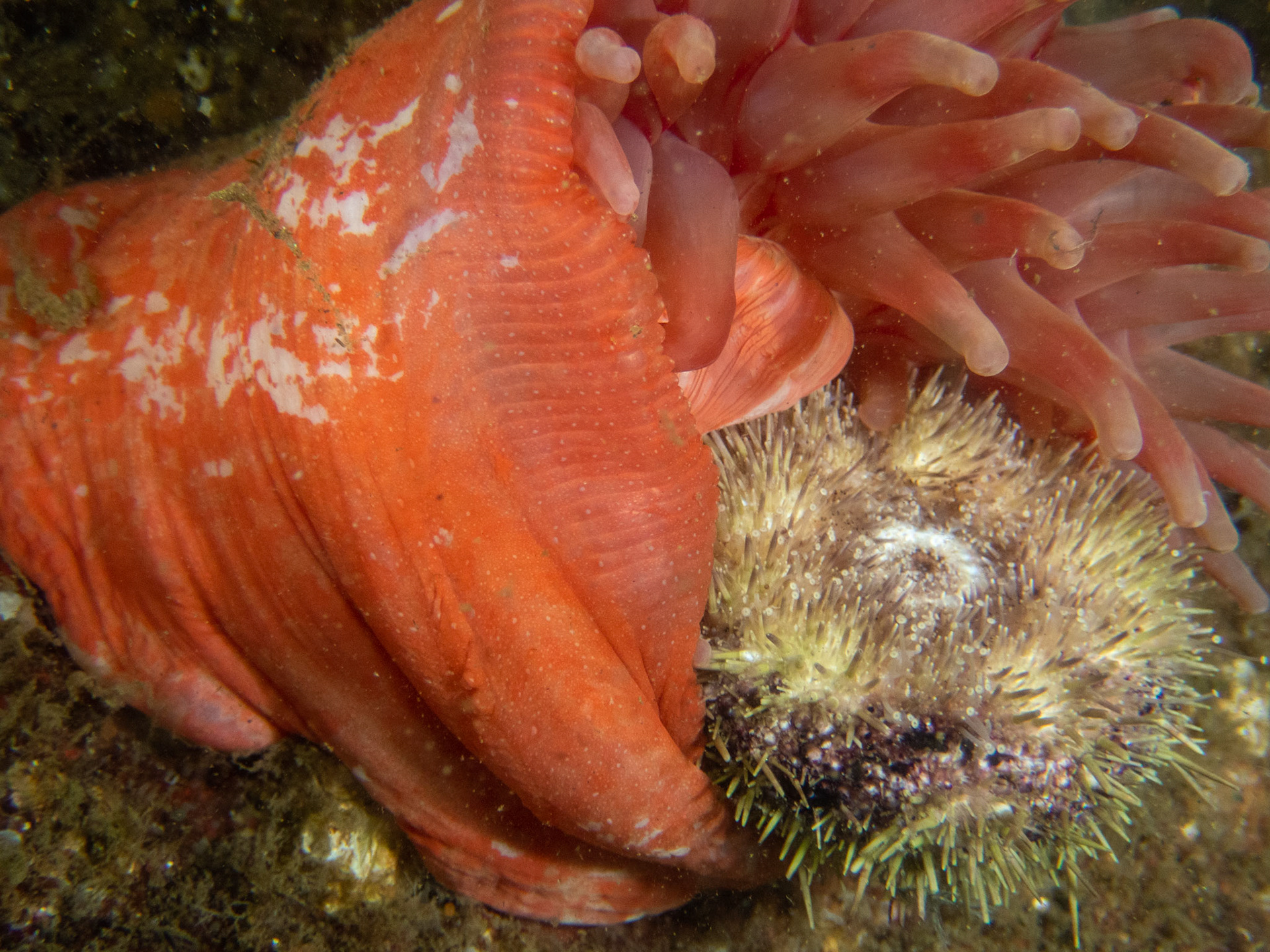 Northern Red Anemone eating the green urchin snack I provided