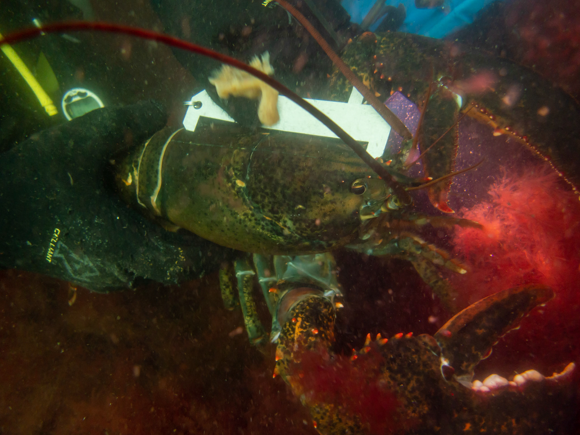American Lobster - just a bit too big...