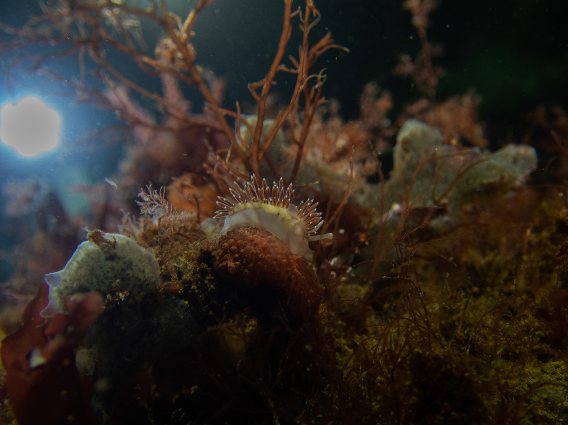 Flabellina verrucosa