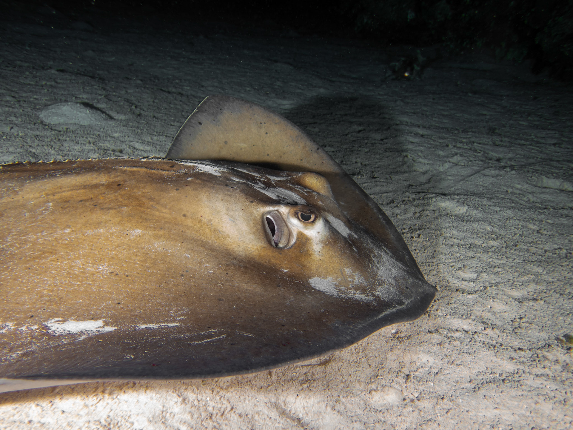 Southern Stingray side-eye