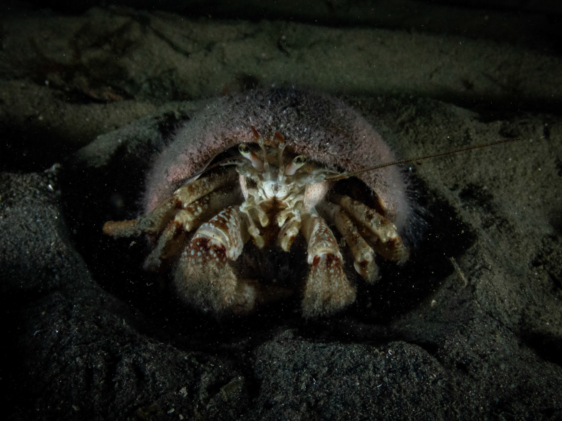 Large hermit crab