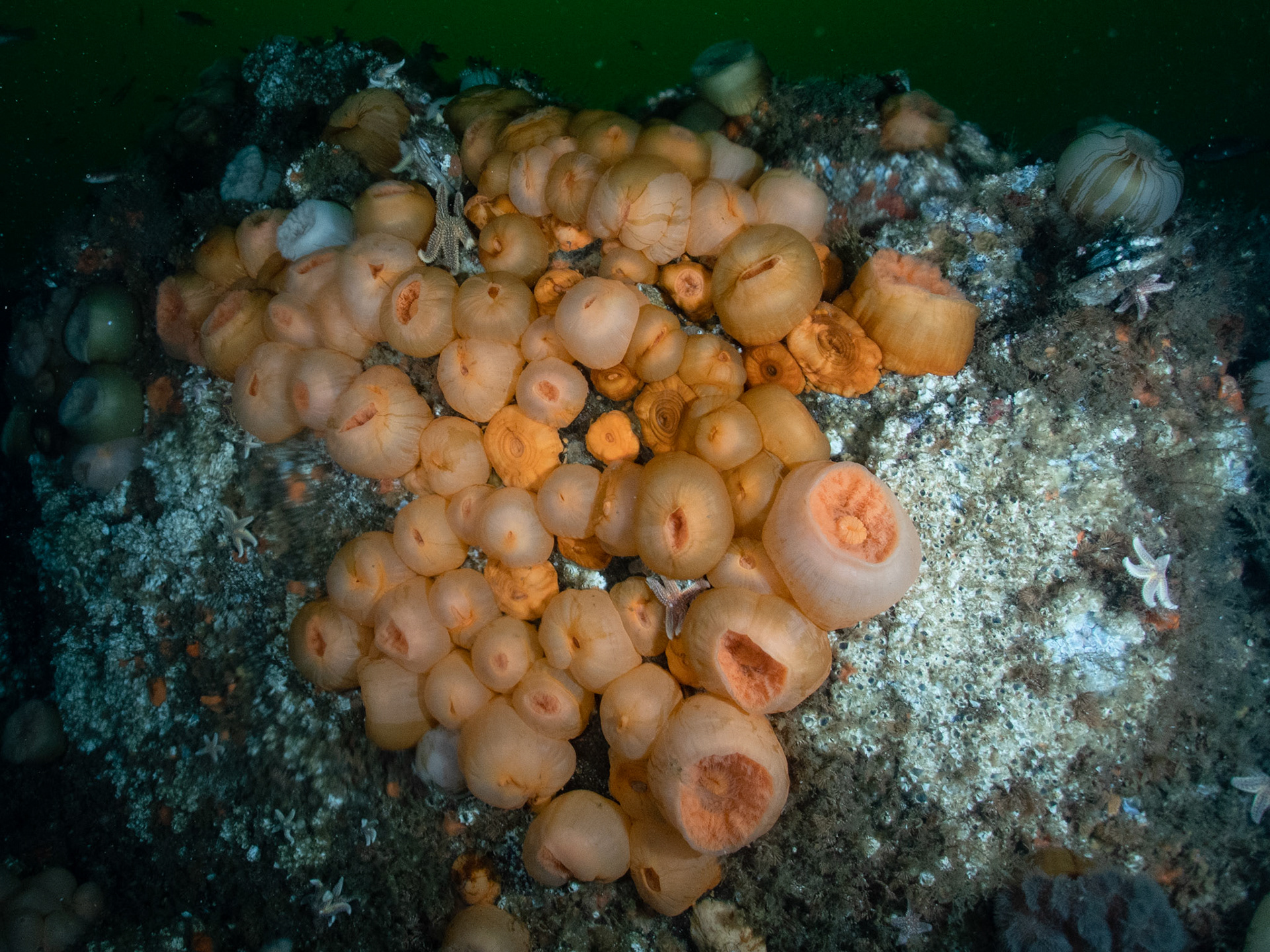 The orange section of the anemone cluster