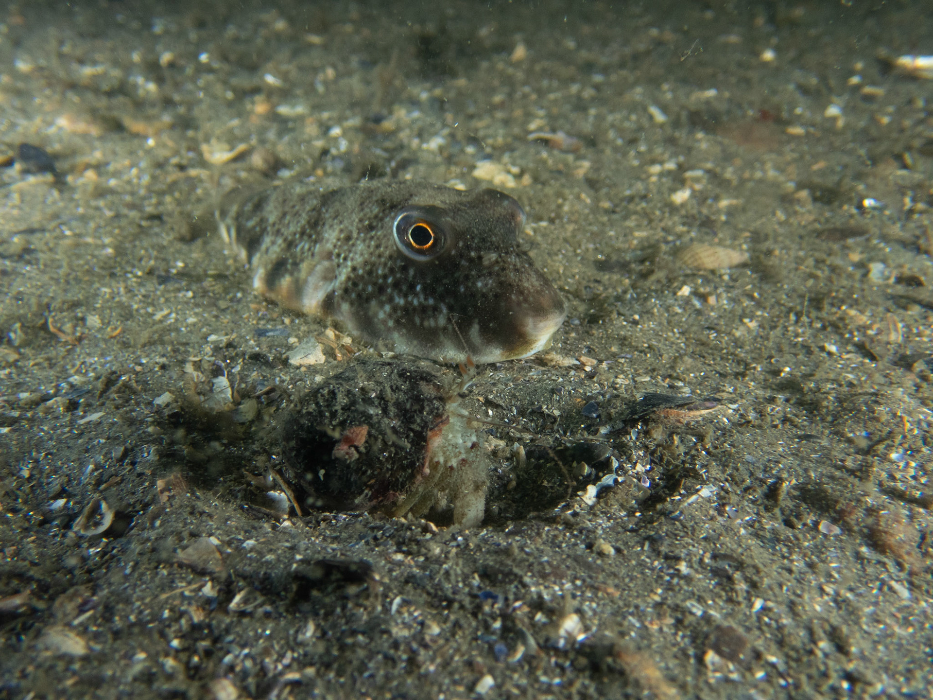 Northern puffer with a hermit crab