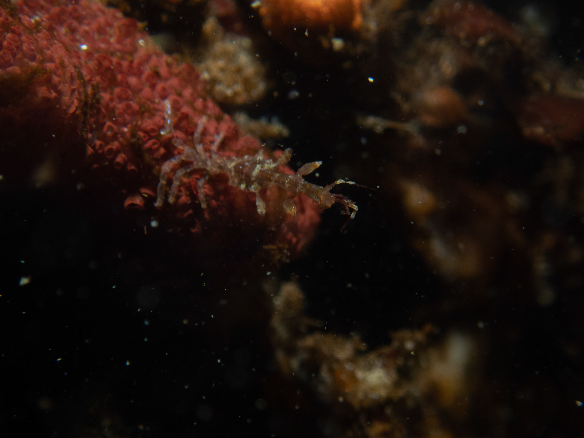 Skeleton shrimp