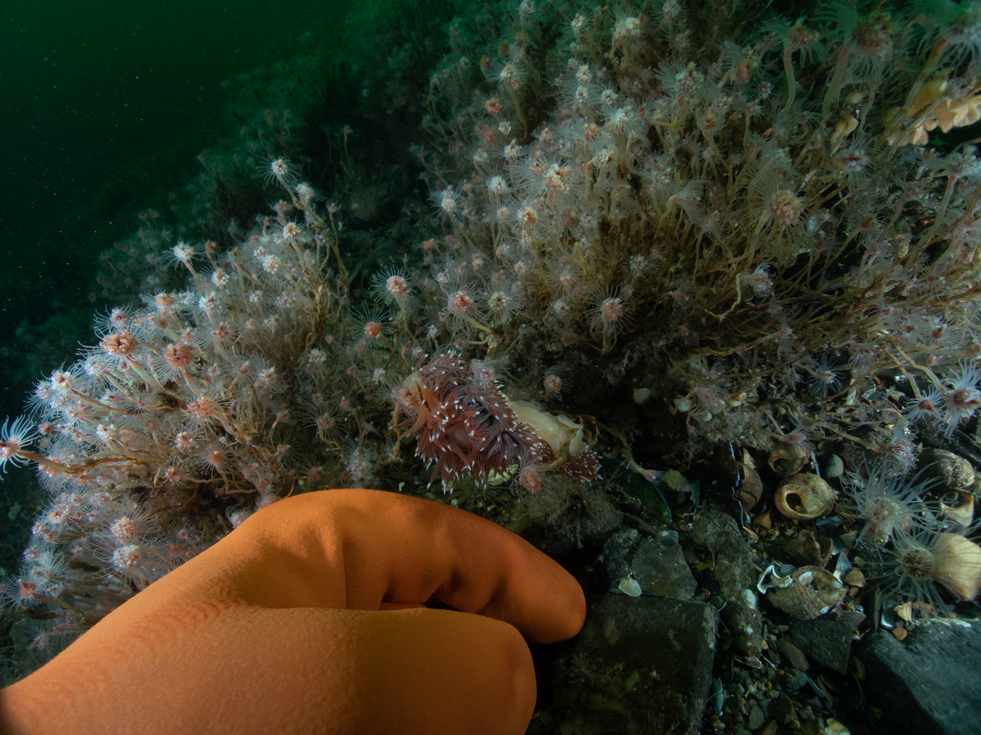 Pretty average size Flabellina verrilli