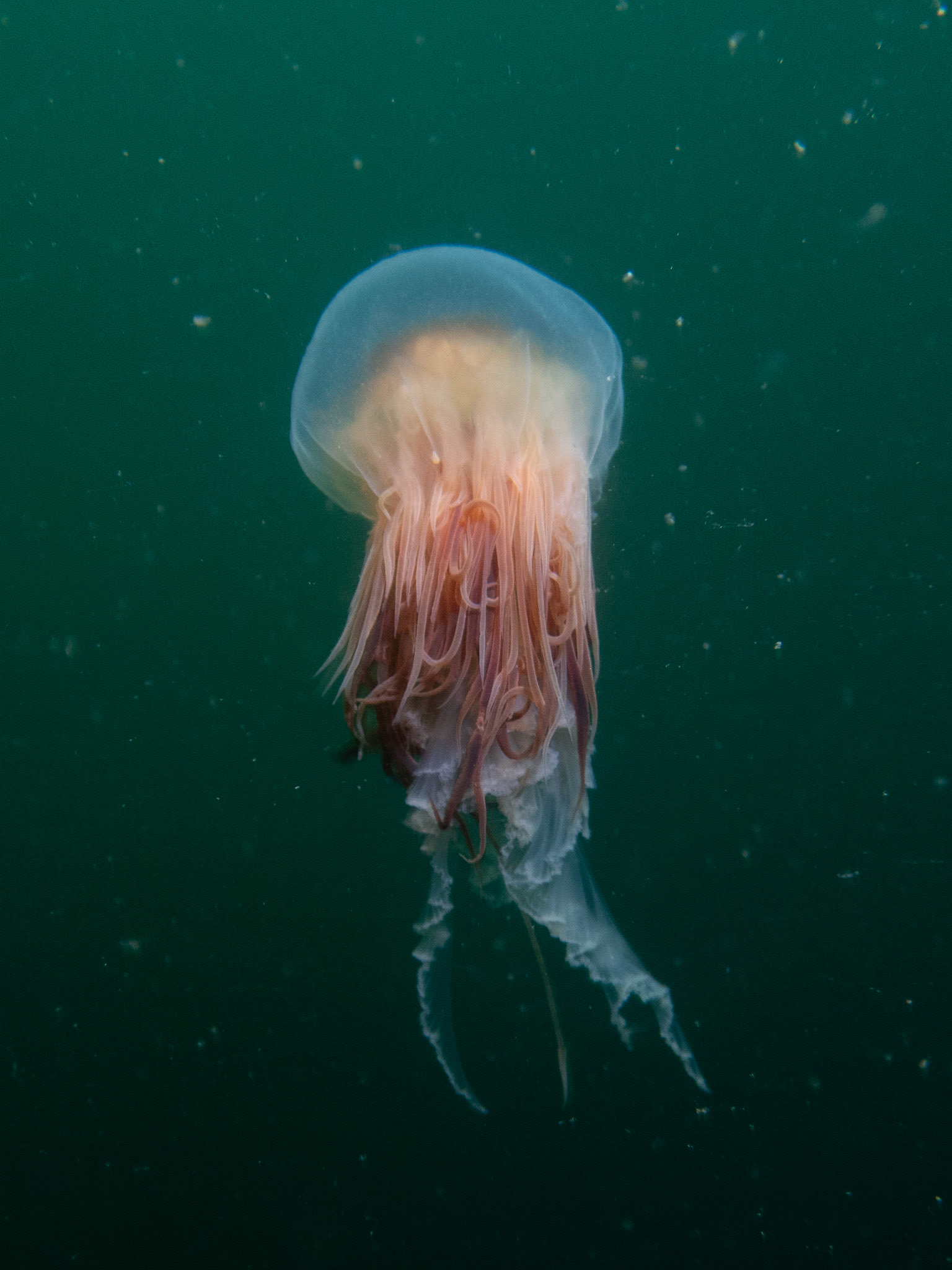 Lion's mane jelly in the water column