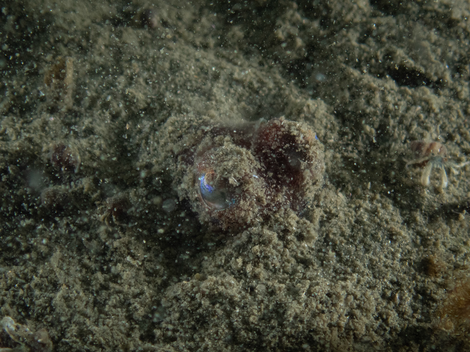 Bobtail squid peeking up out of the silt