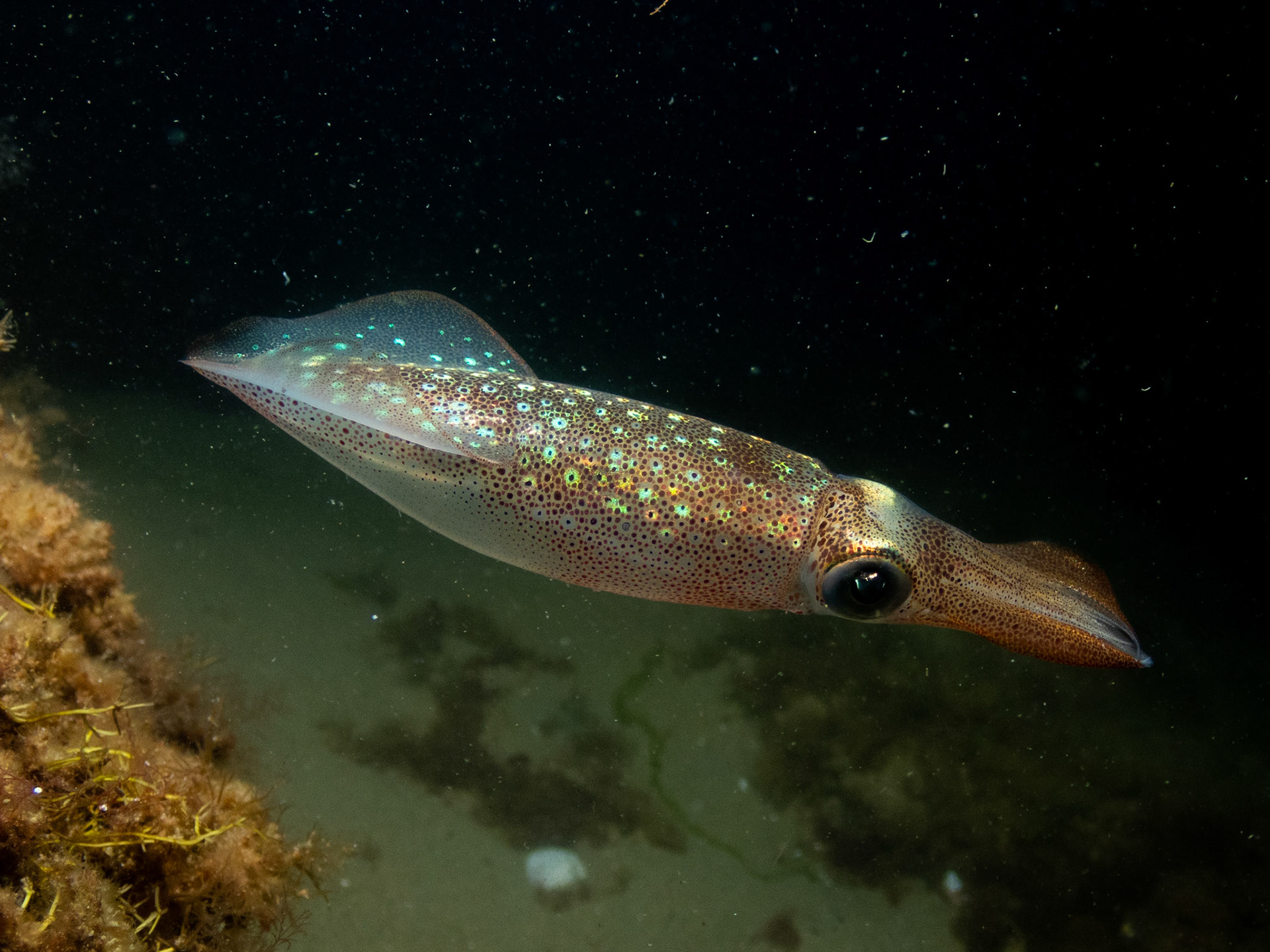 Longfin Squid
