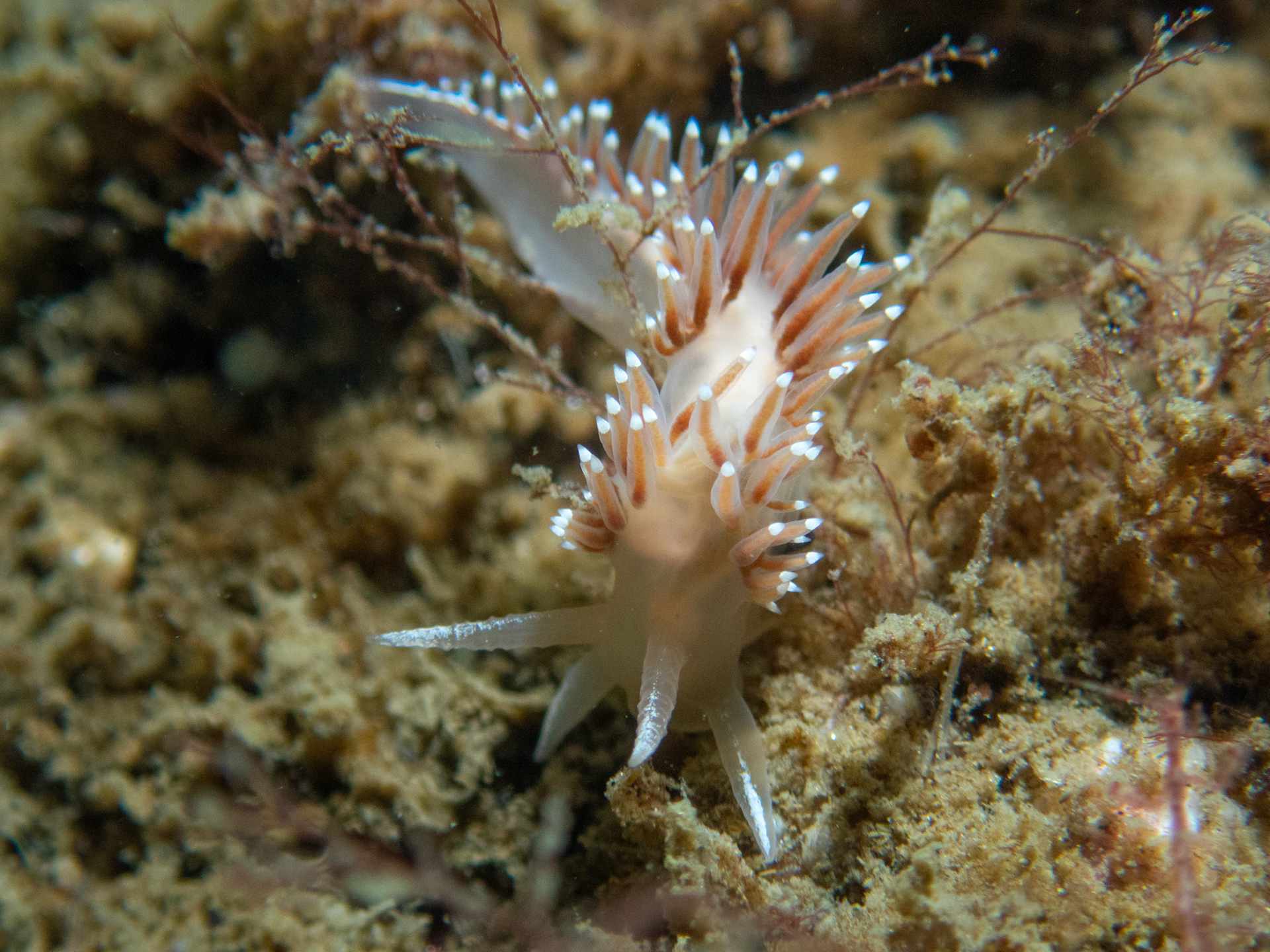 Flabellina verrucosa