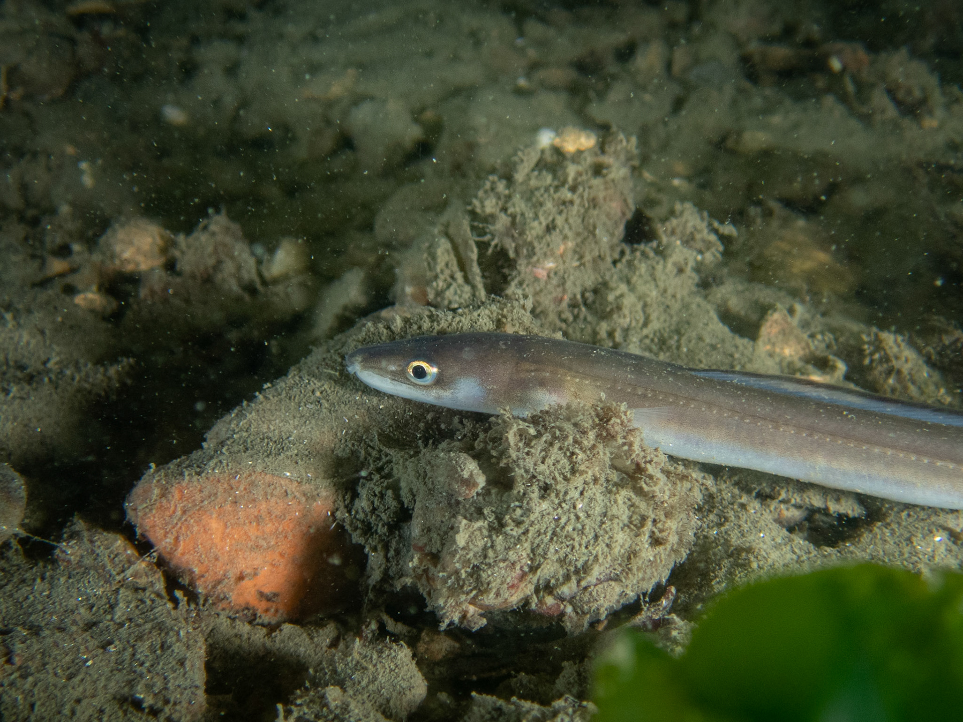 Conger eel