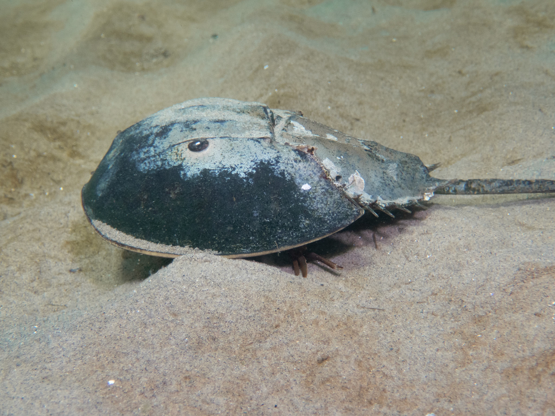 Horseshoe crab on the move