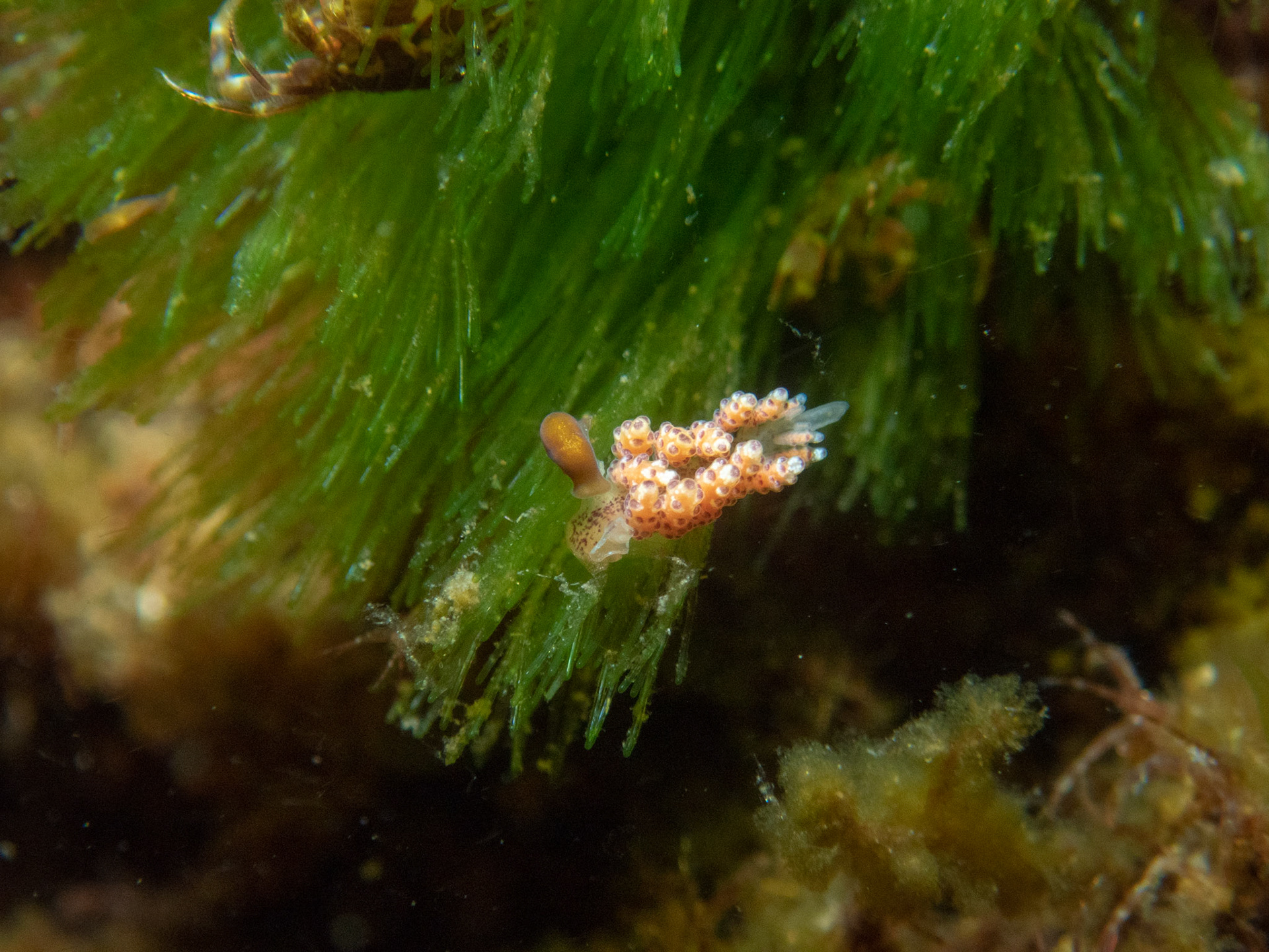 Not really sure on this species