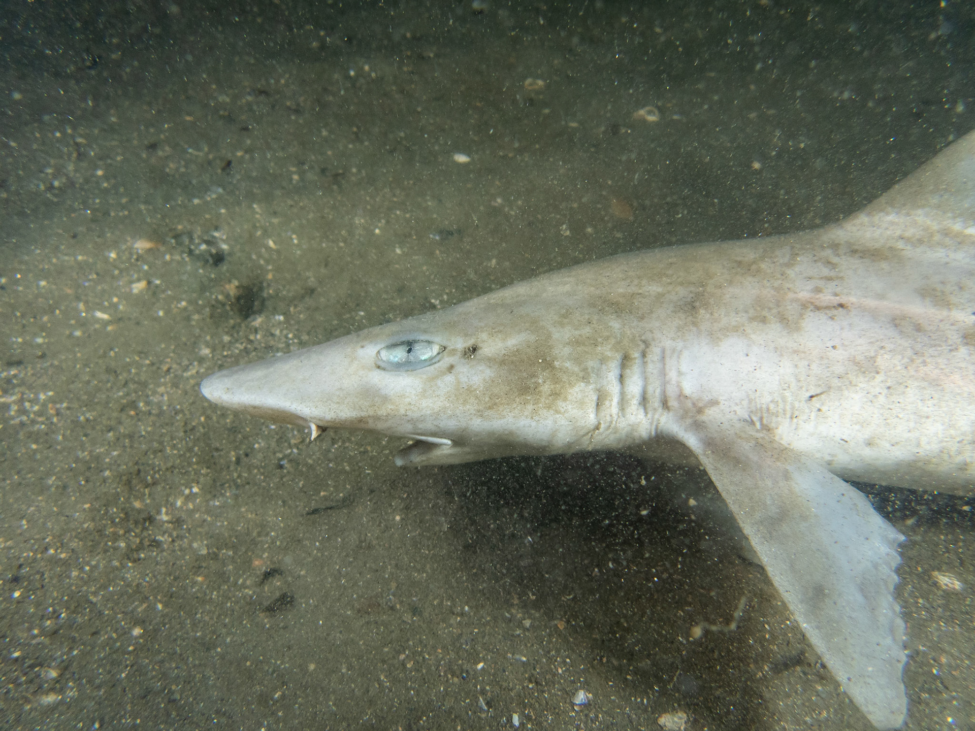 Dead dogfish
