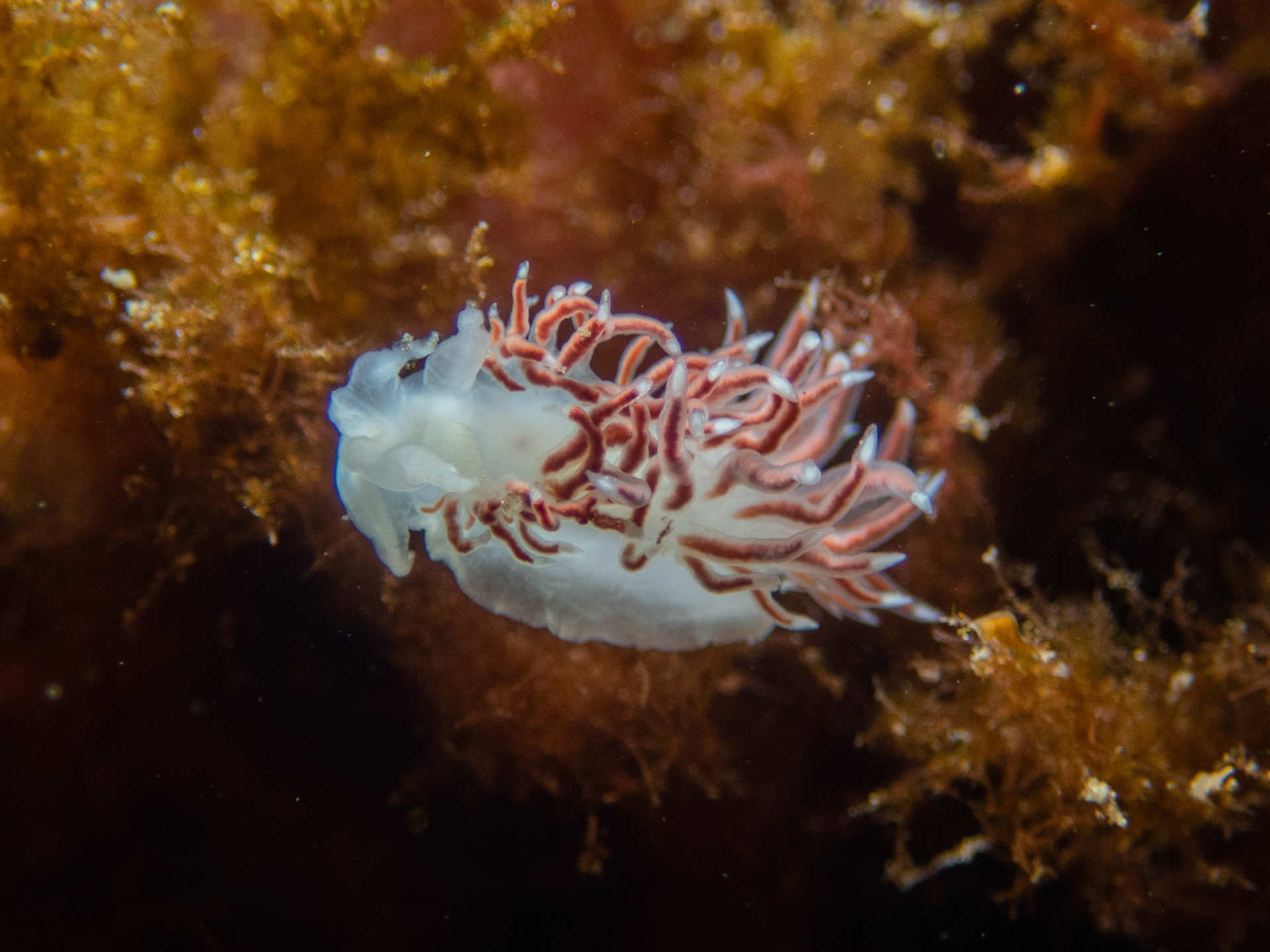 Aeolid with bendy cerata - possibly due to overeating?
