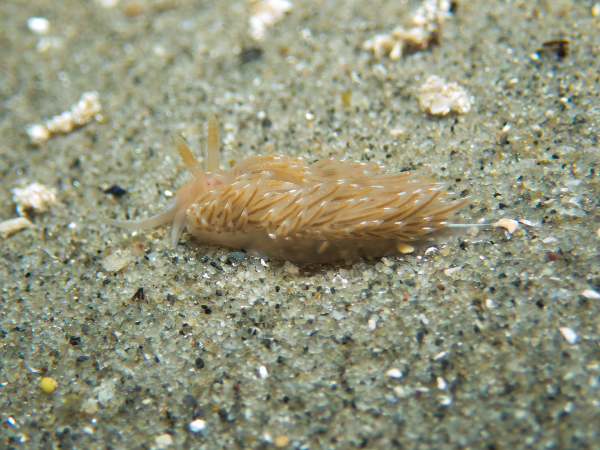 Facelina bostoniensis in the sand