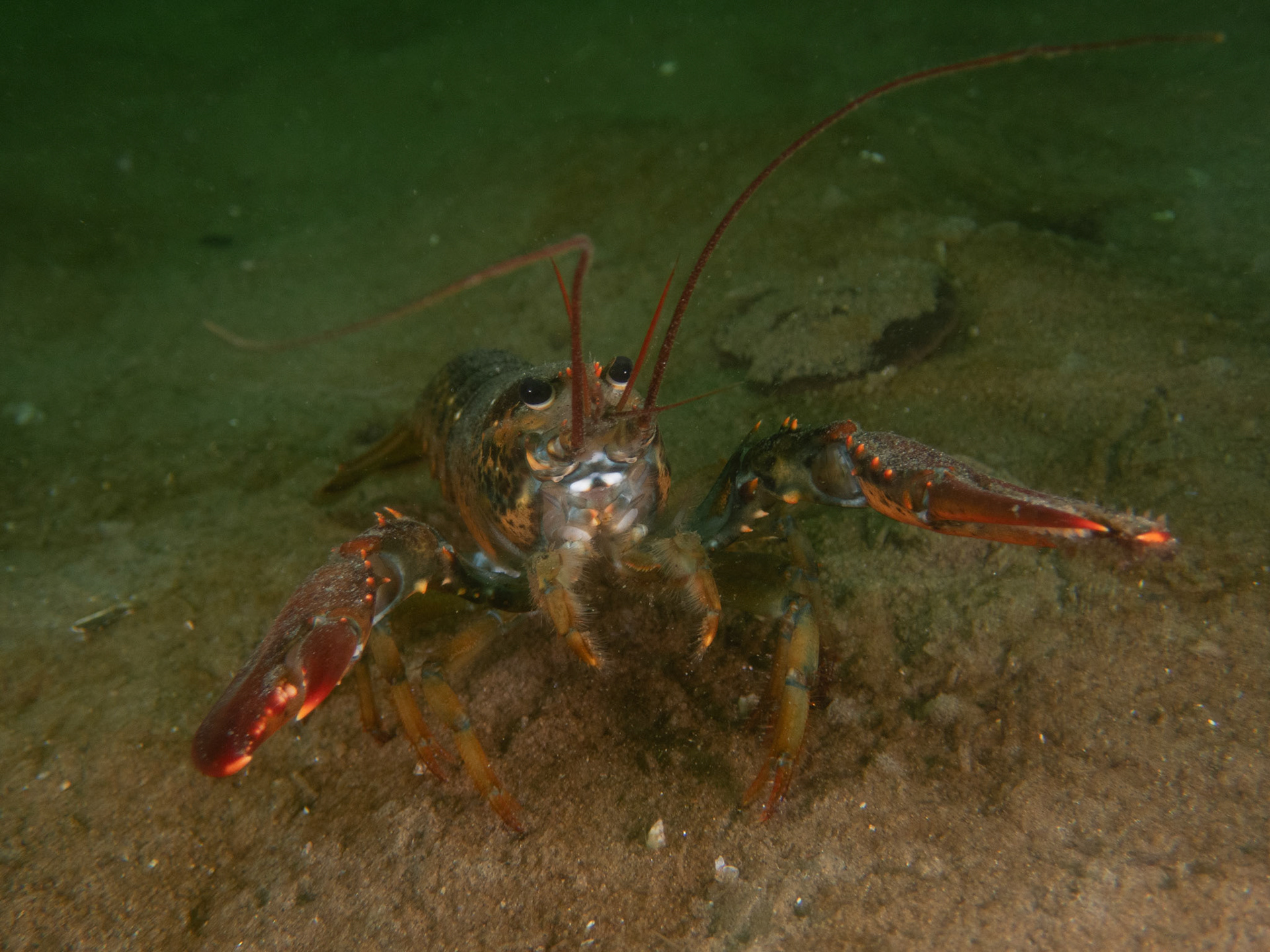 Tiny lobster in the sand