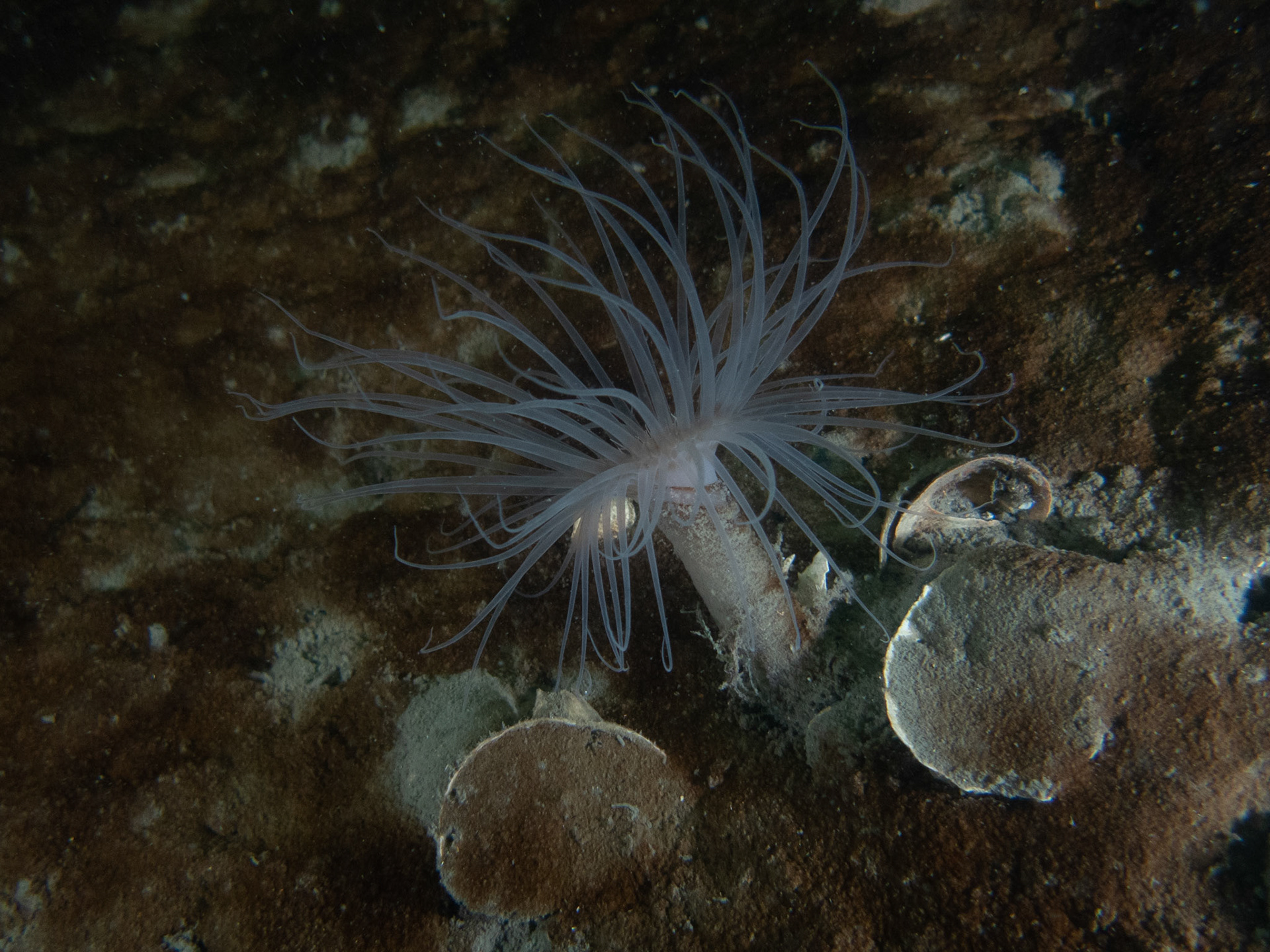 Northern Cerianthid