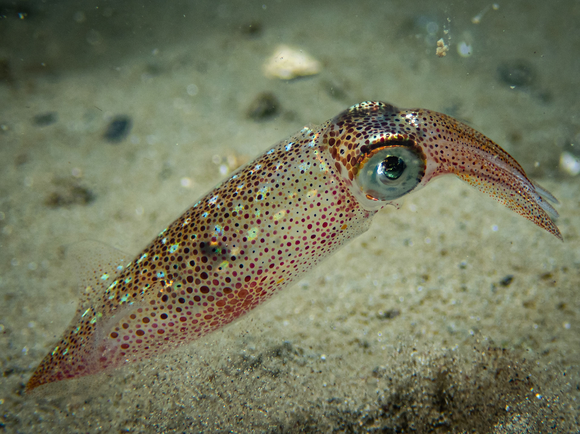 Squiddy