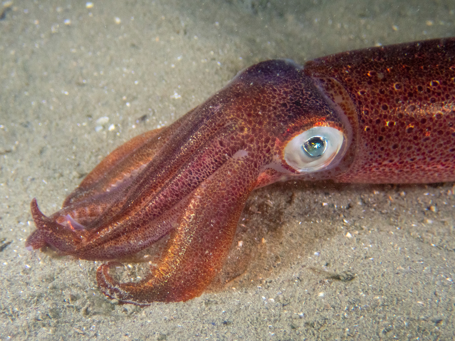 Longfin Squid dark coloration (3 seconds after previous photo)