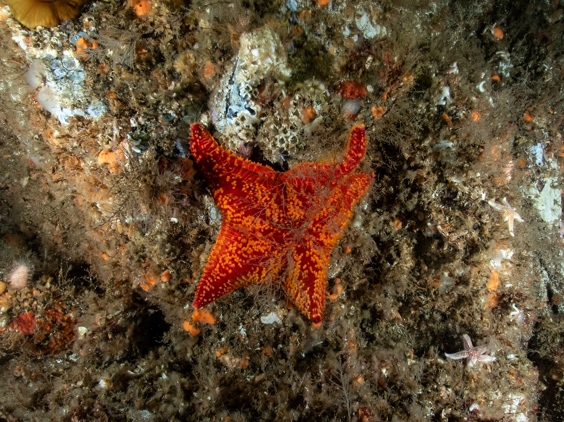 Burnham Badge star