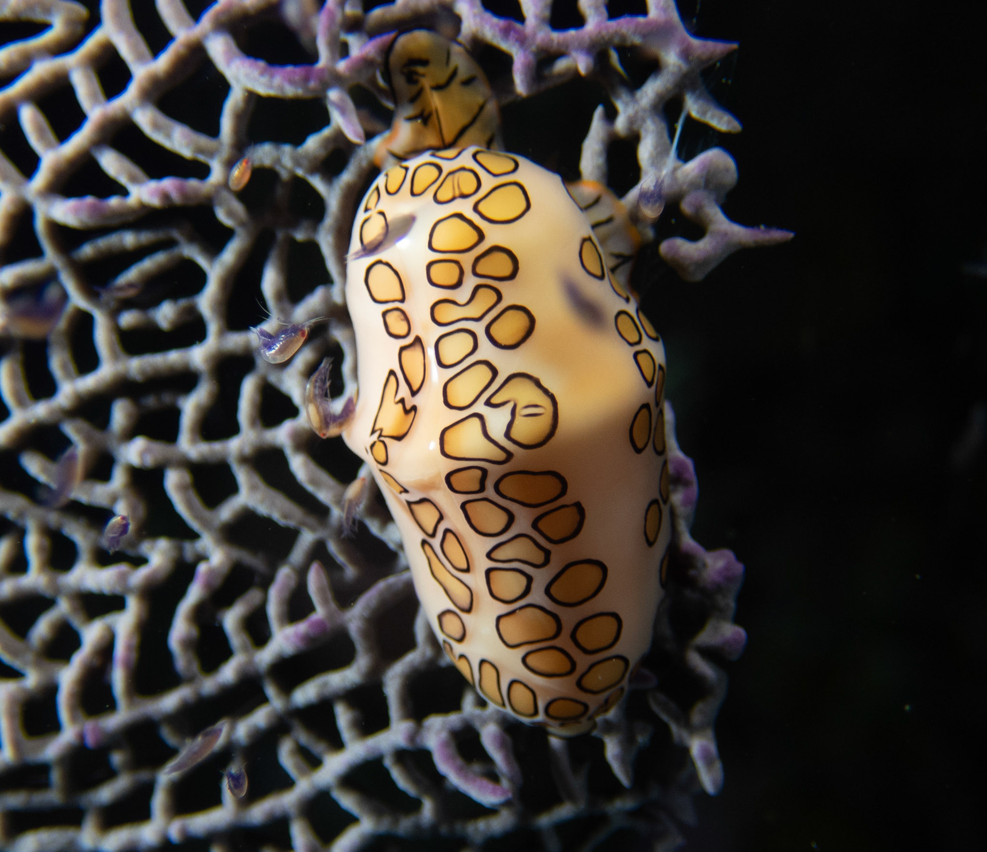 Flamingo Tongue